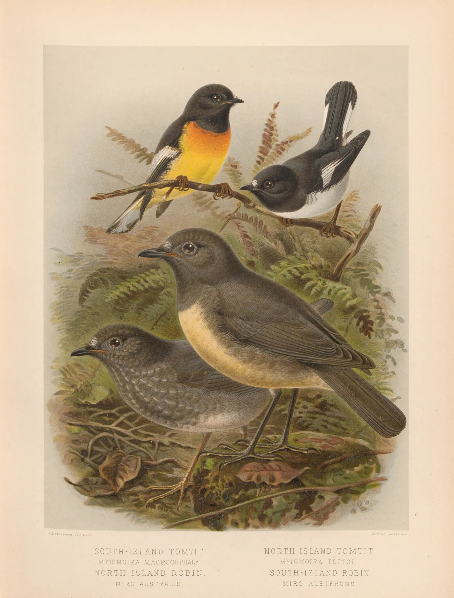 Historical bird plate: North Island Robin