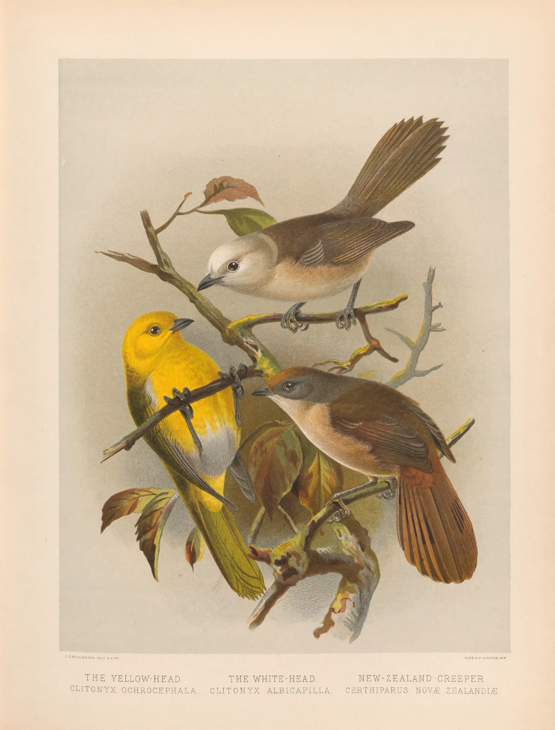 Historical bird plate: Pipipi