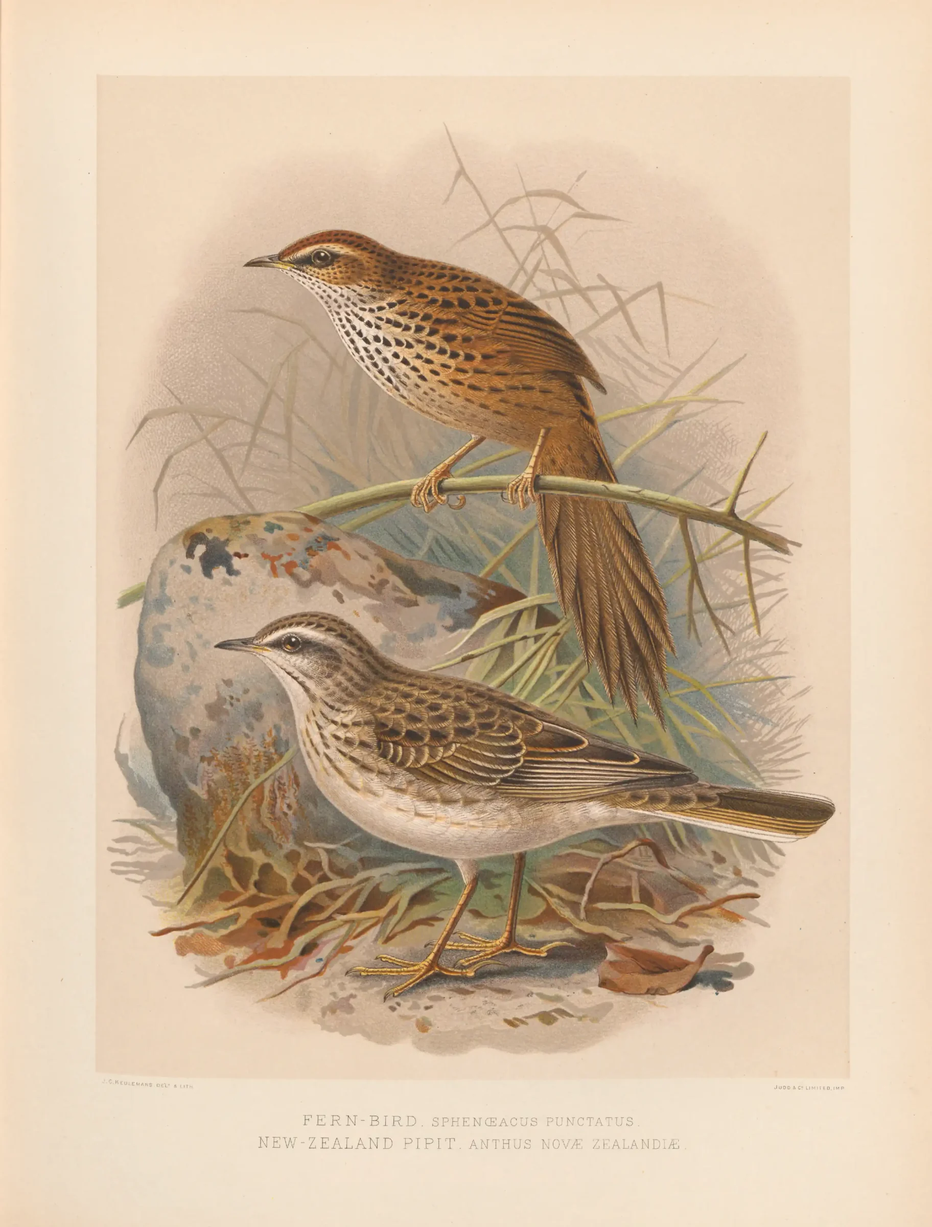 Historical bird plate: New Zealand Fernbird