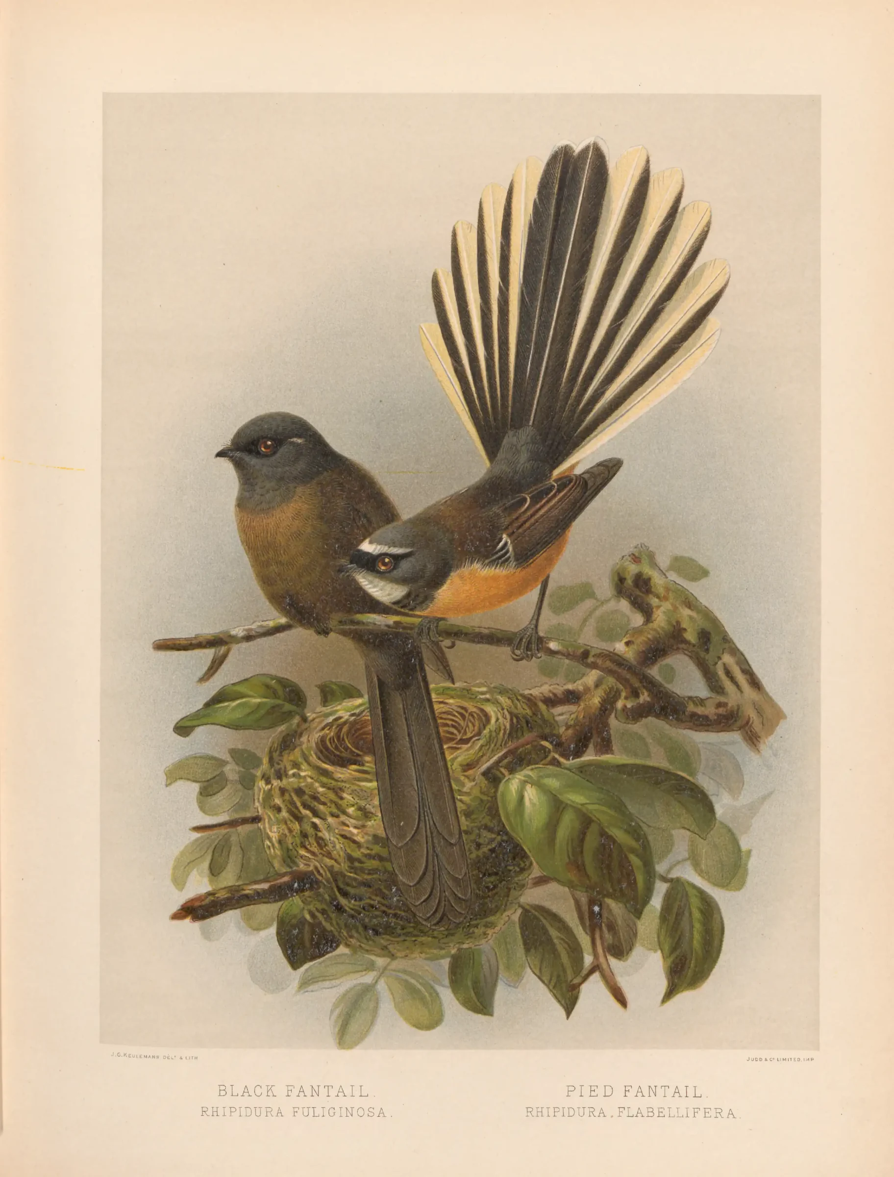 Historical bird plate: New Zealand Fantail