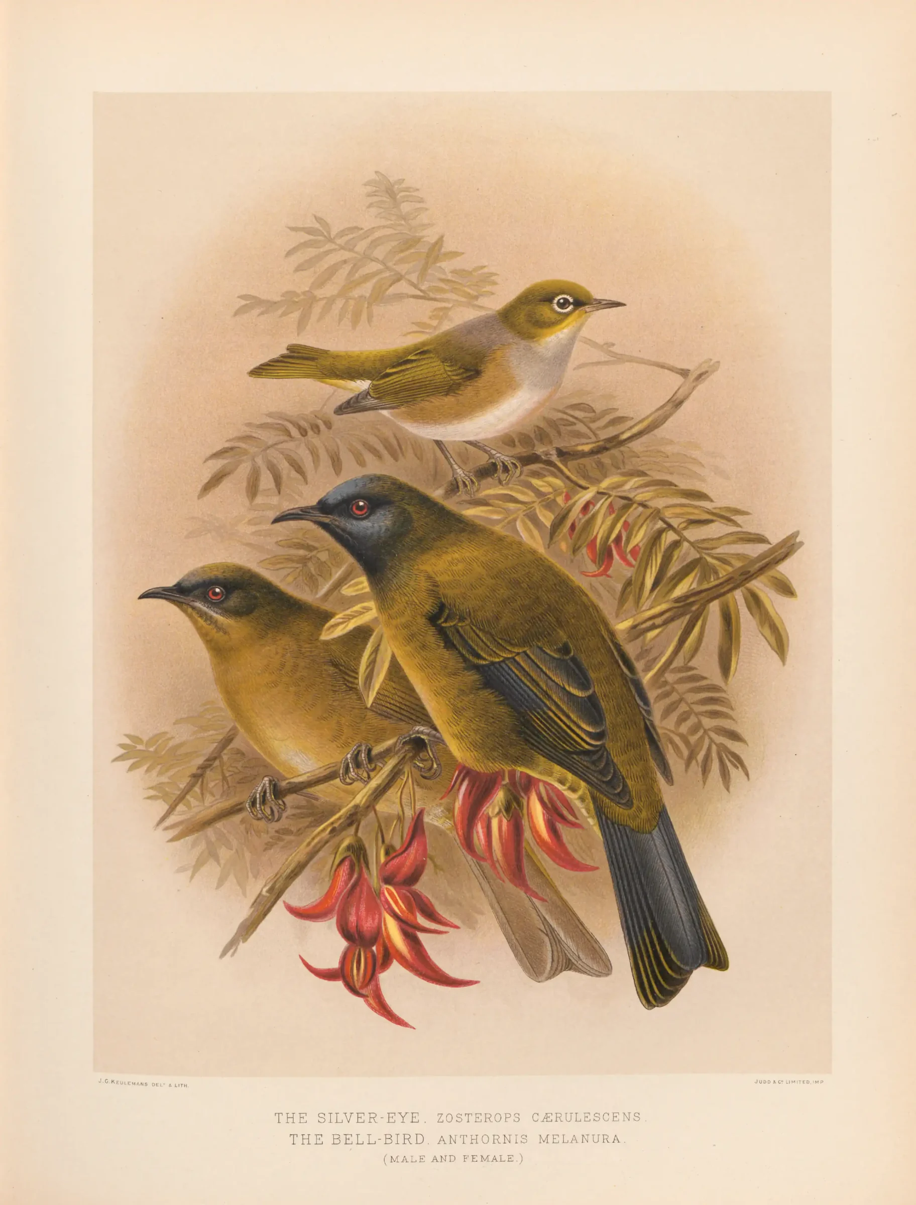 Historical bird plate: New Zealand Bellbird