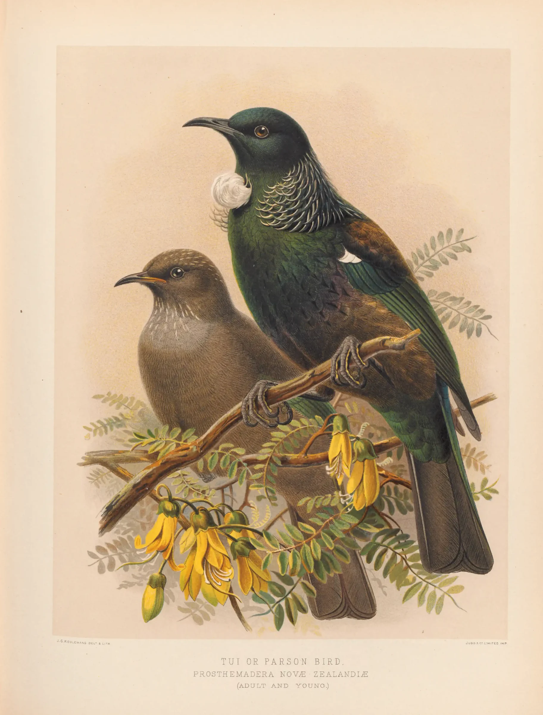 Historical bird plate: Tui