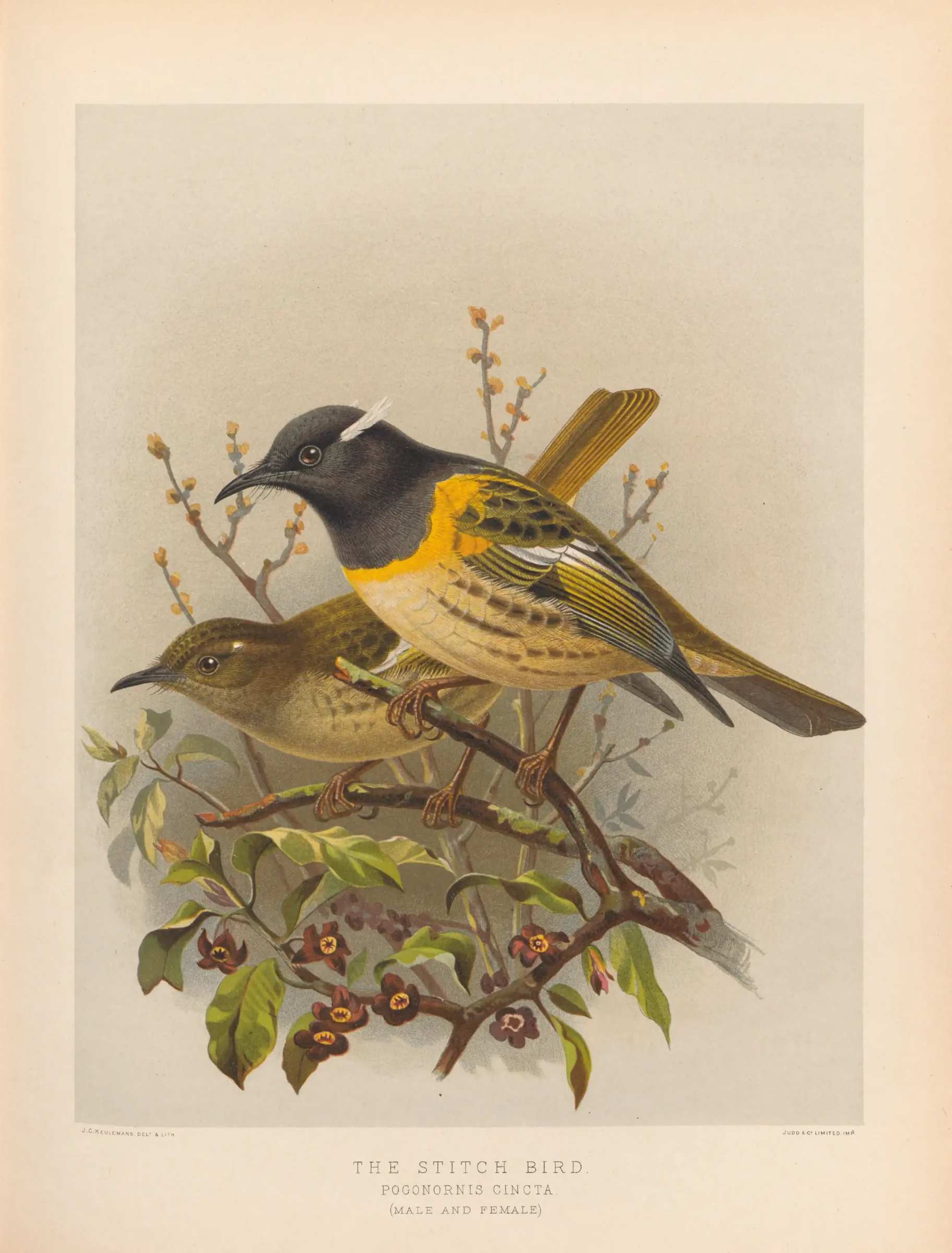 Historical bird plate: Stitchbird