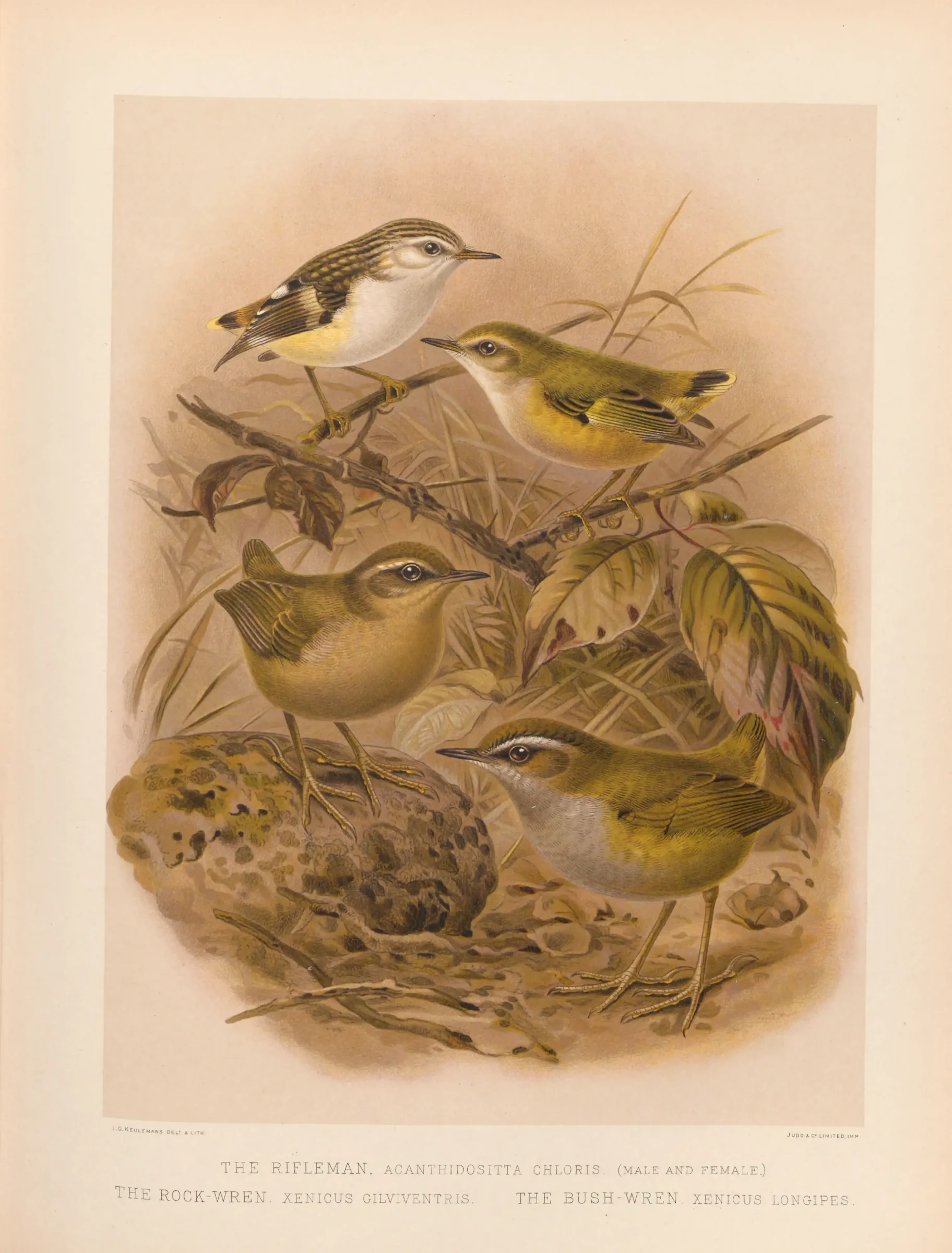 Historical bird plate: Bushwren