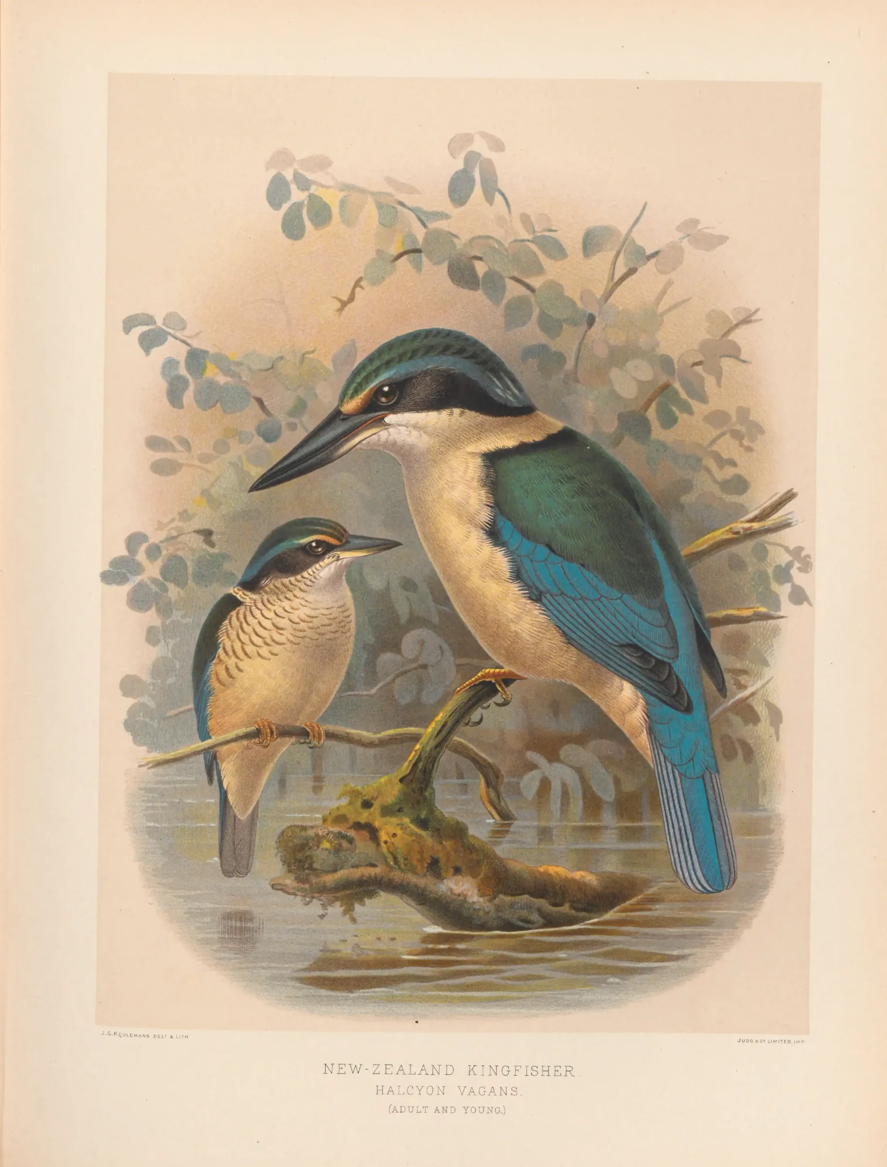 Historical bird plate: Sacred Kingfisher
