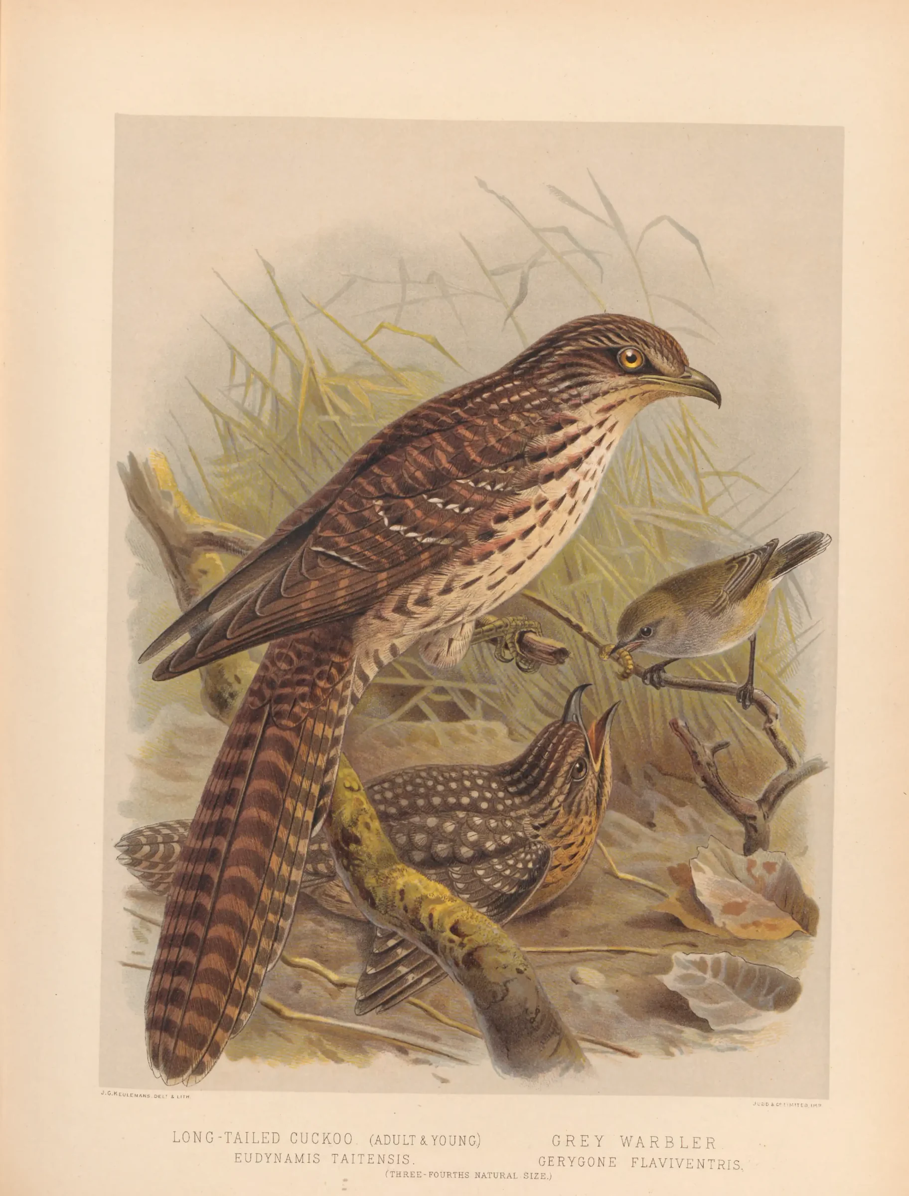 Historical bird plate: Grey Gerygone
