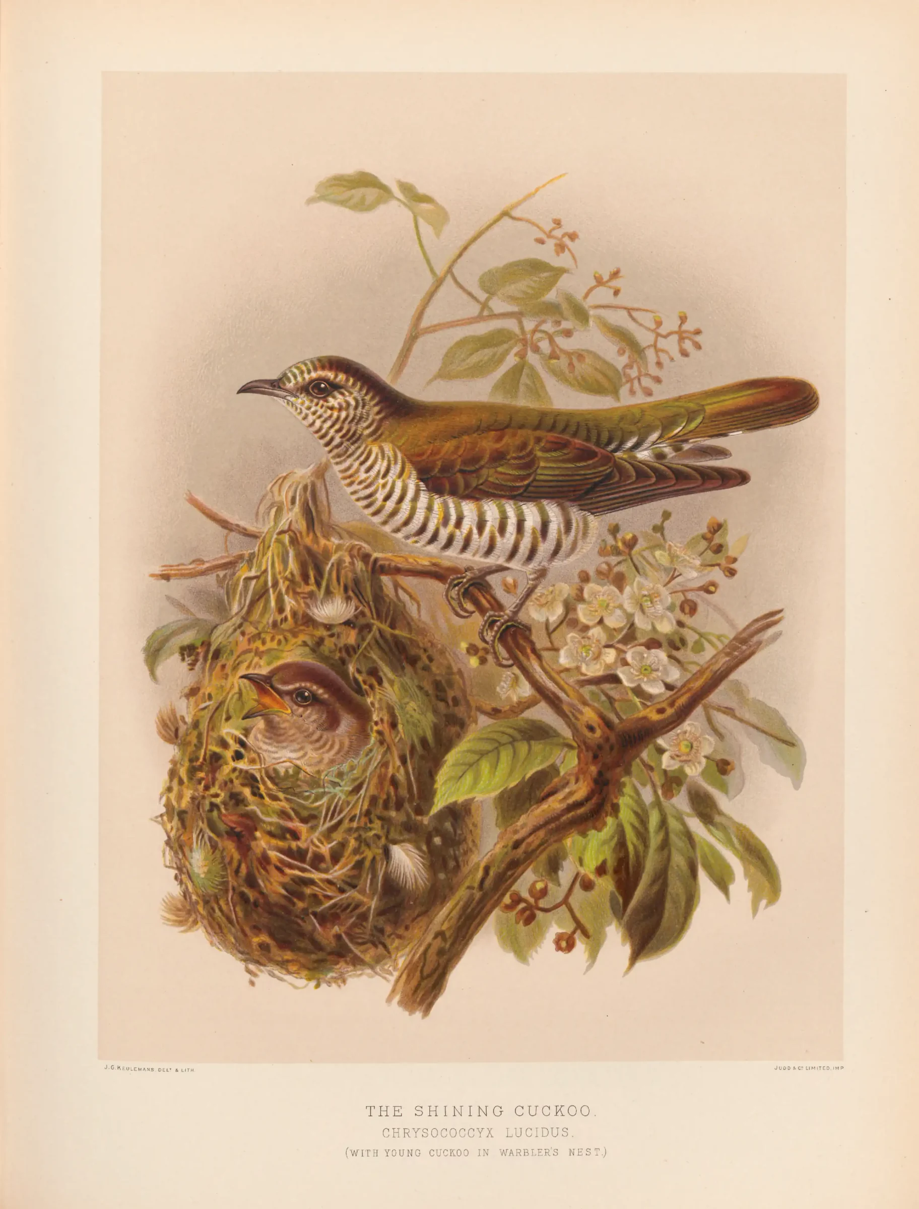 Historical bird plate: Shining Bronze Cuckoo