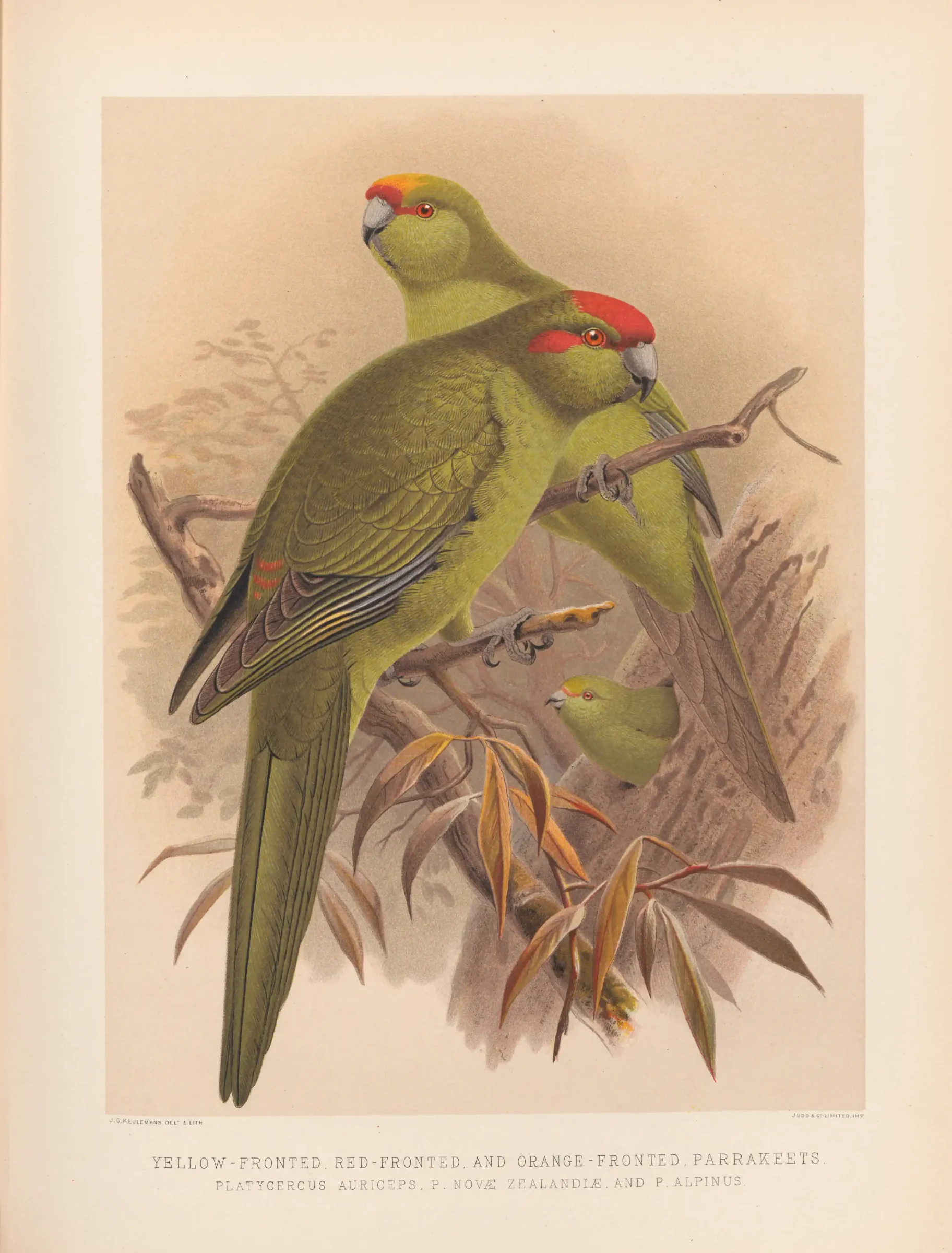 Historical bird plate: Red-crowned Parakeet