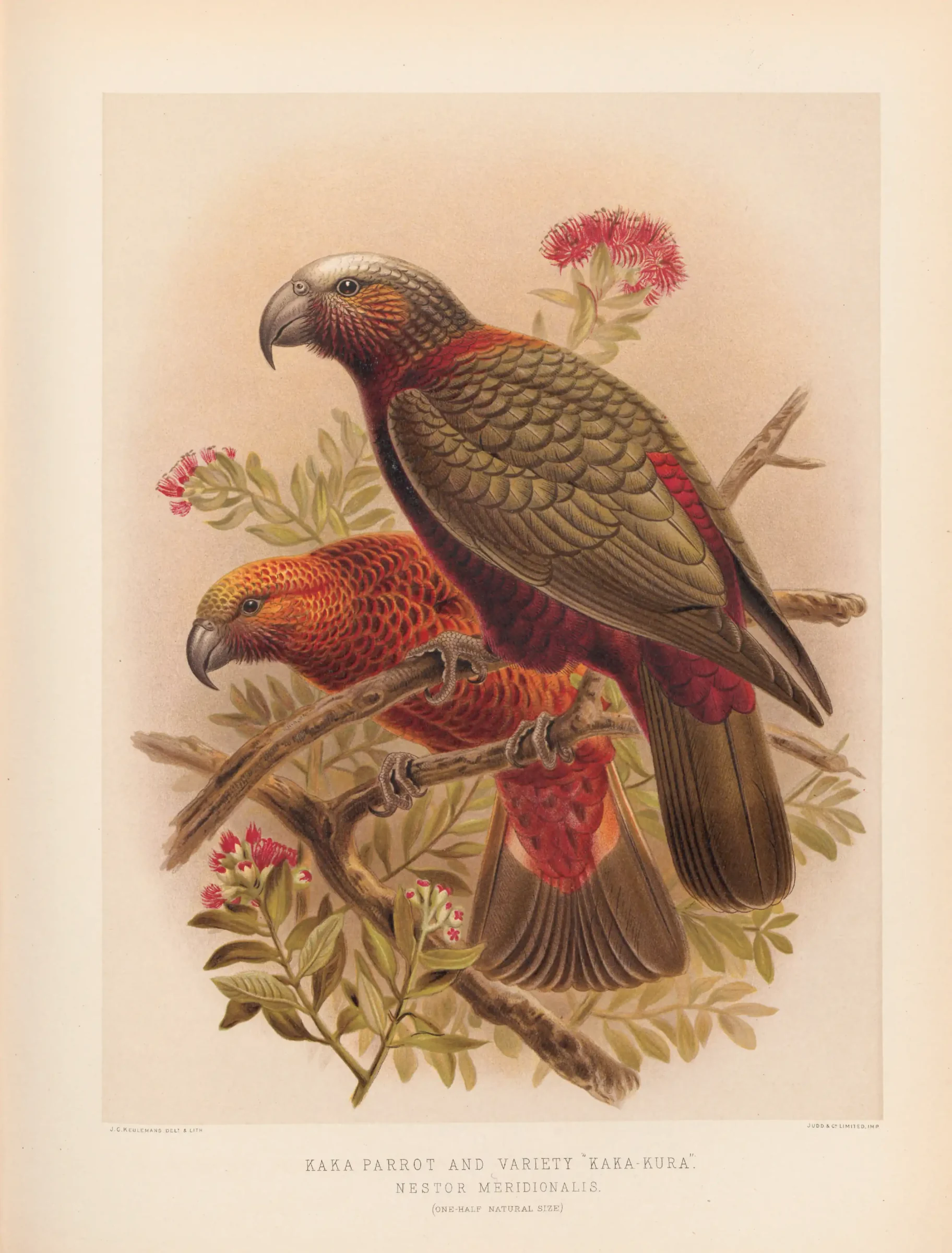 Historical bird plate: New Zealand Kaka