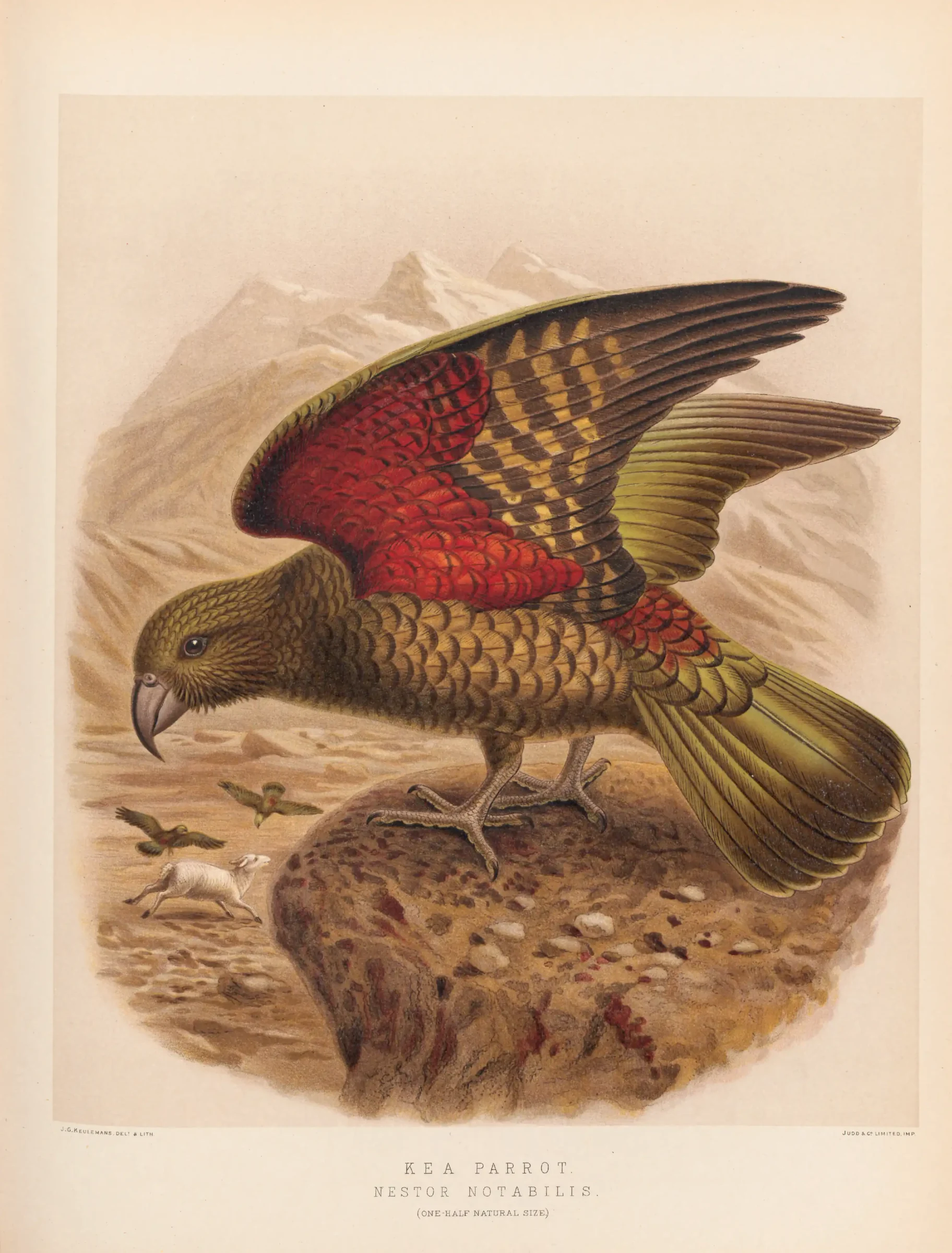 Historical bird plate: Kea