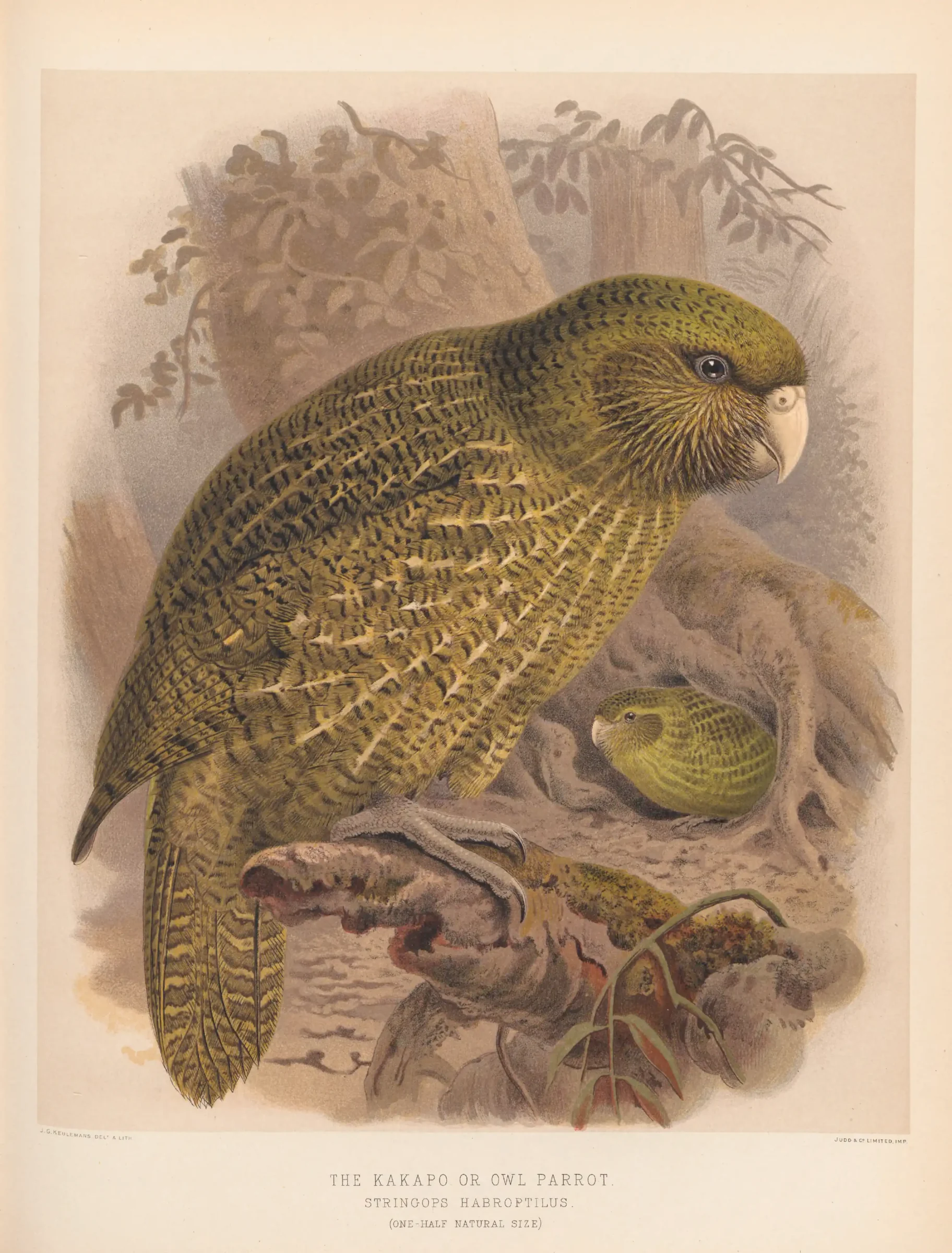 Historical bird plate: Kakapo