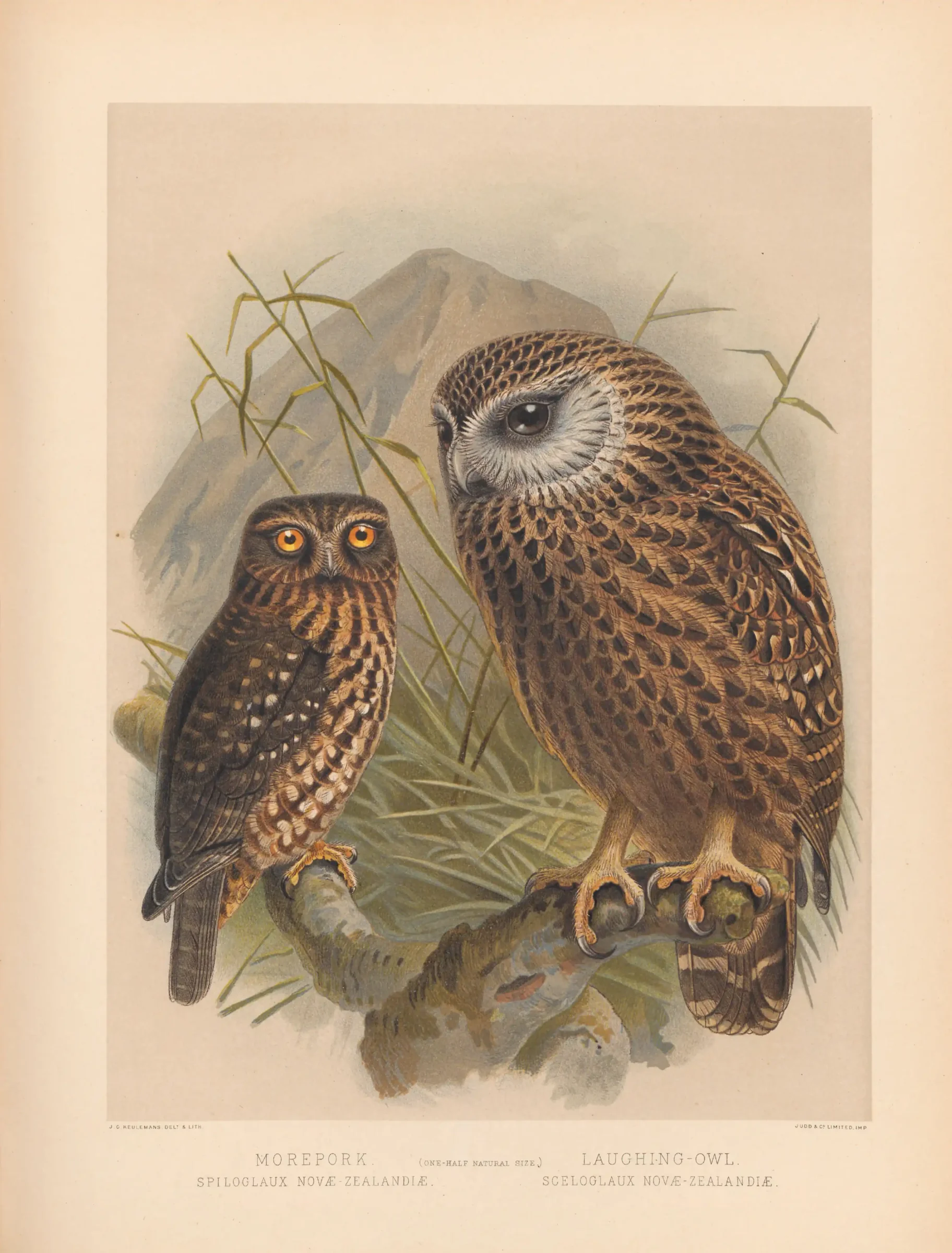 Historical bird plate: Laughing Owl