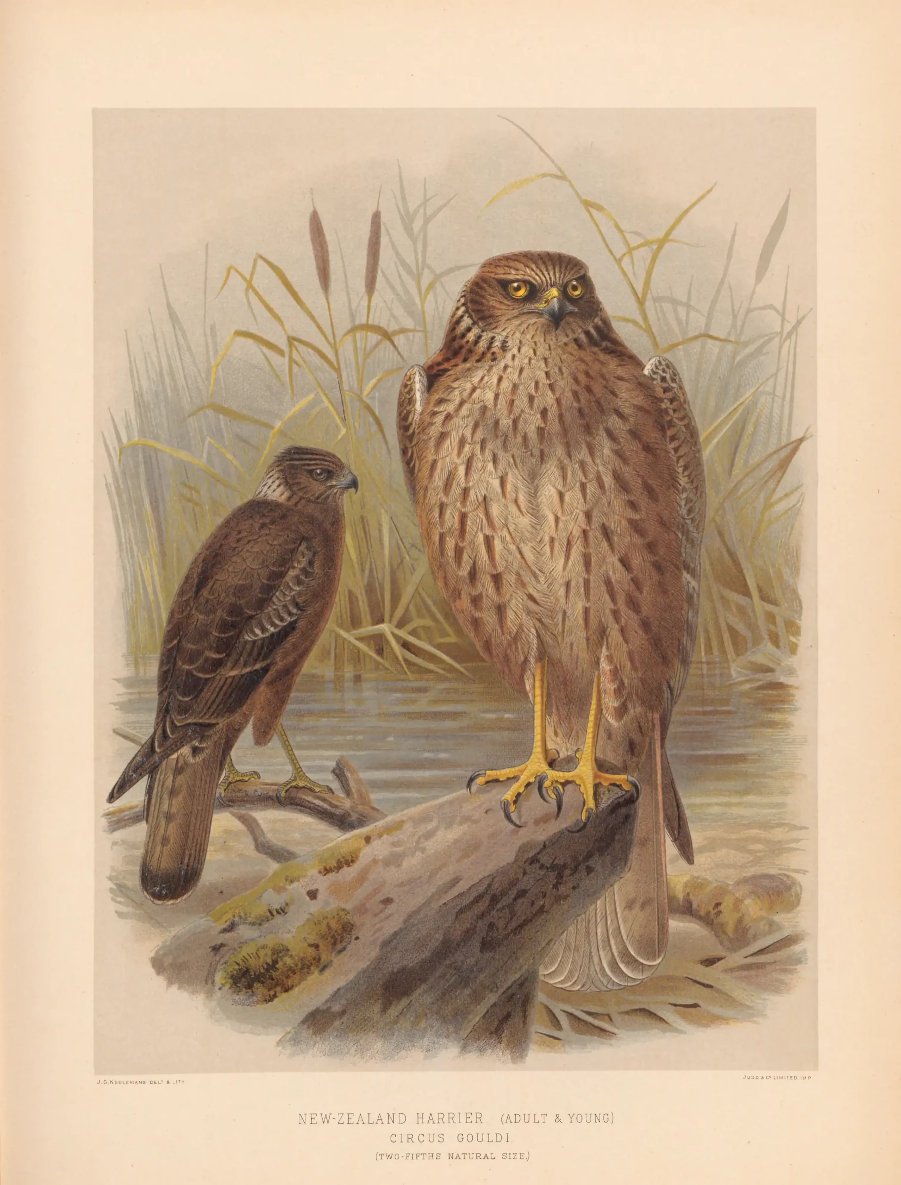 Historical bird plate: Swamp Harrier