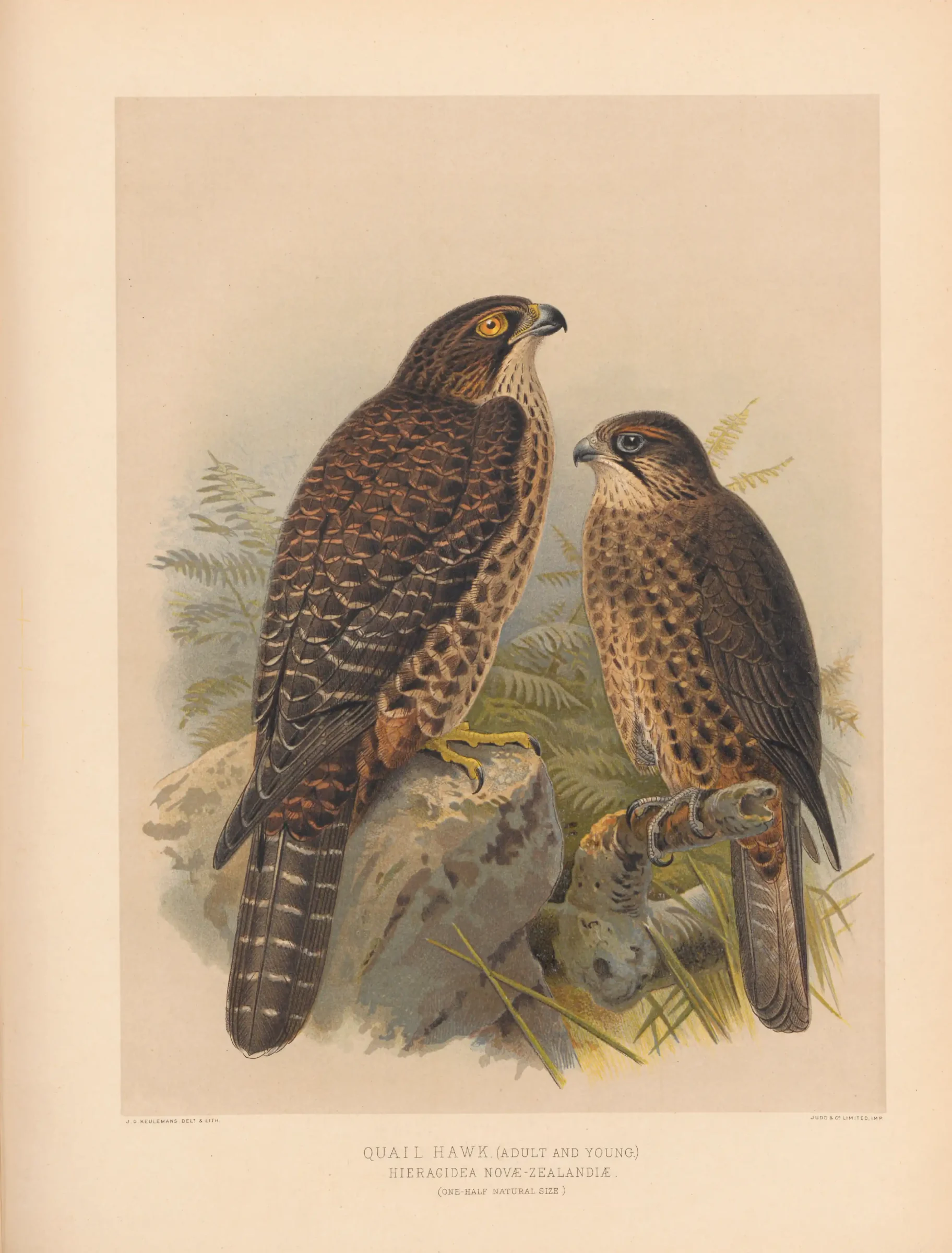 Historical bird plate: New Zealand Falcon