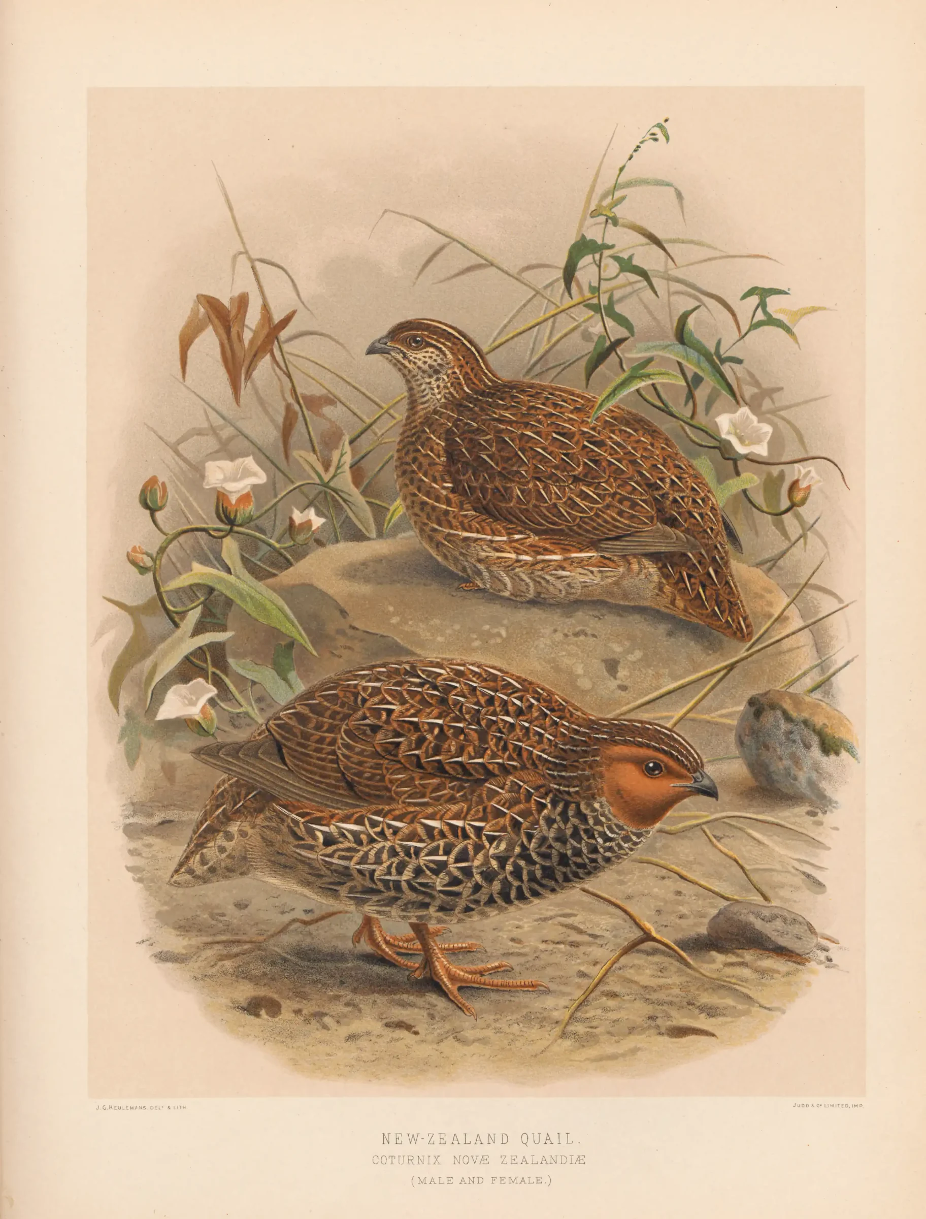 Historical bird plate: New Zealand Quail
