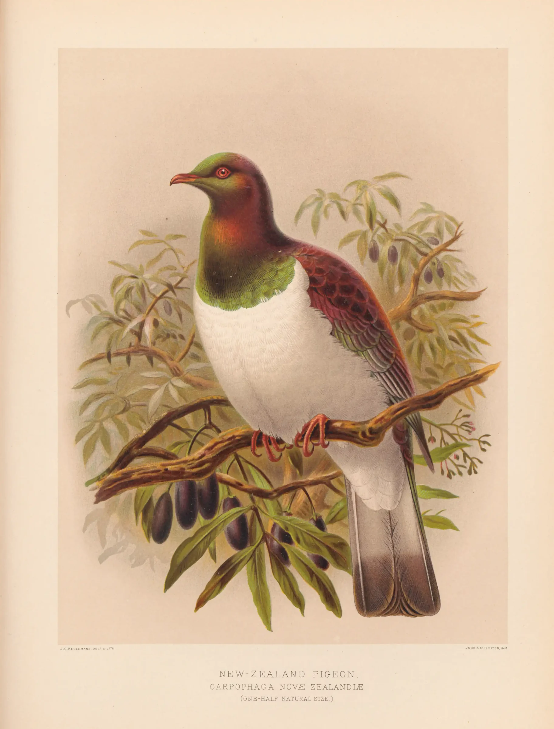 Historical bird plate: New Zealand Pigeon