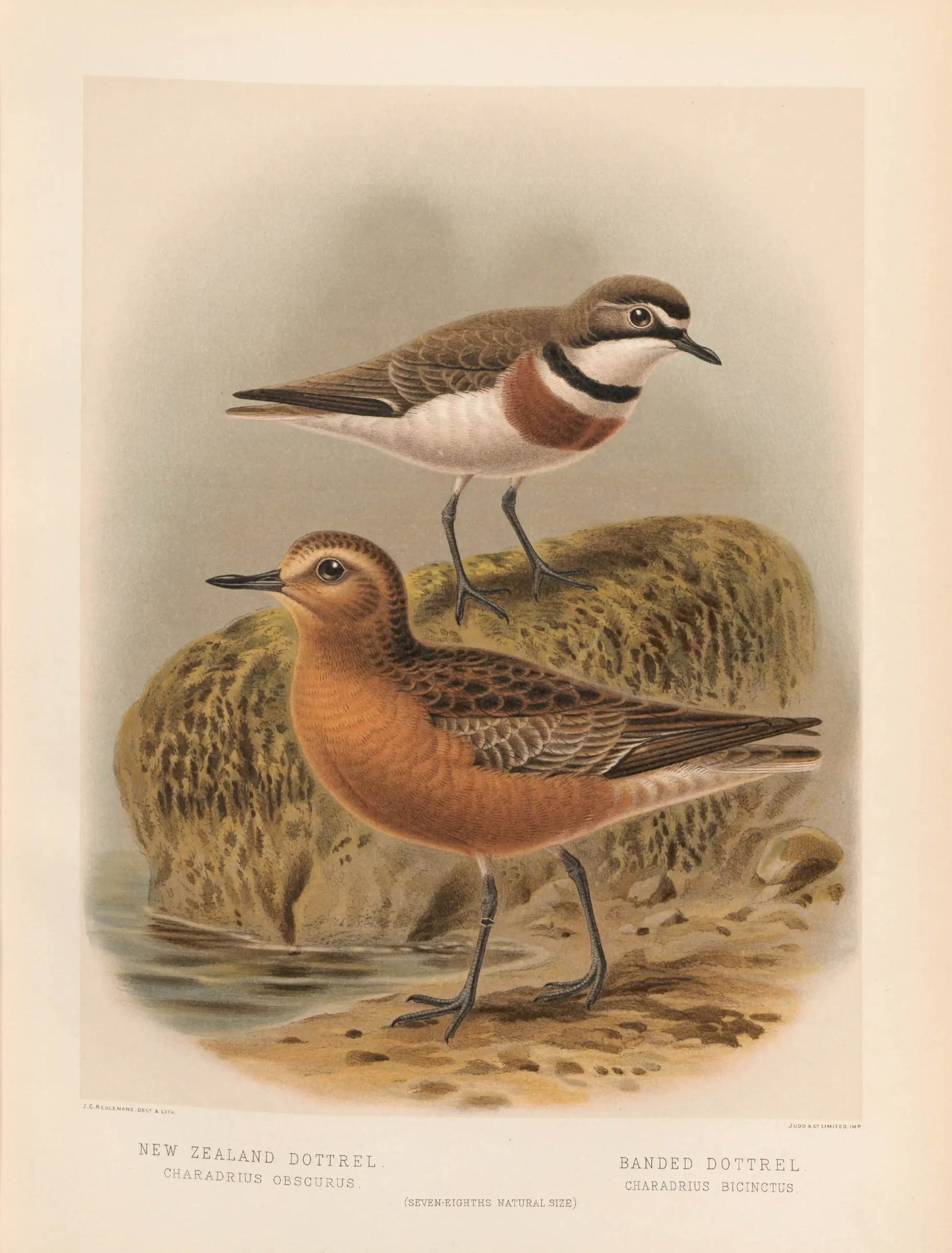 Historical bird plate: Double-banded Plover