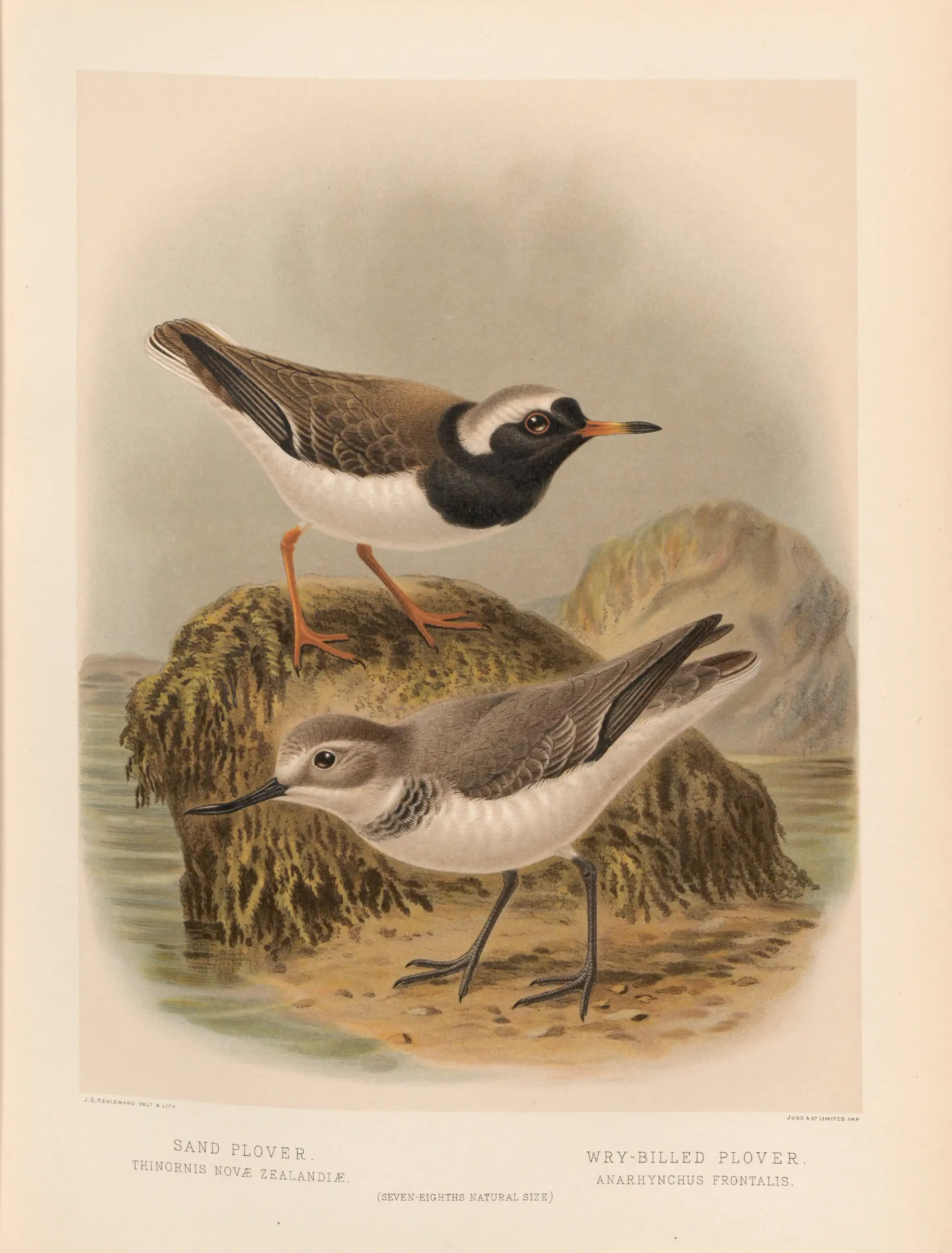 Historical bird plate: Shore Plover