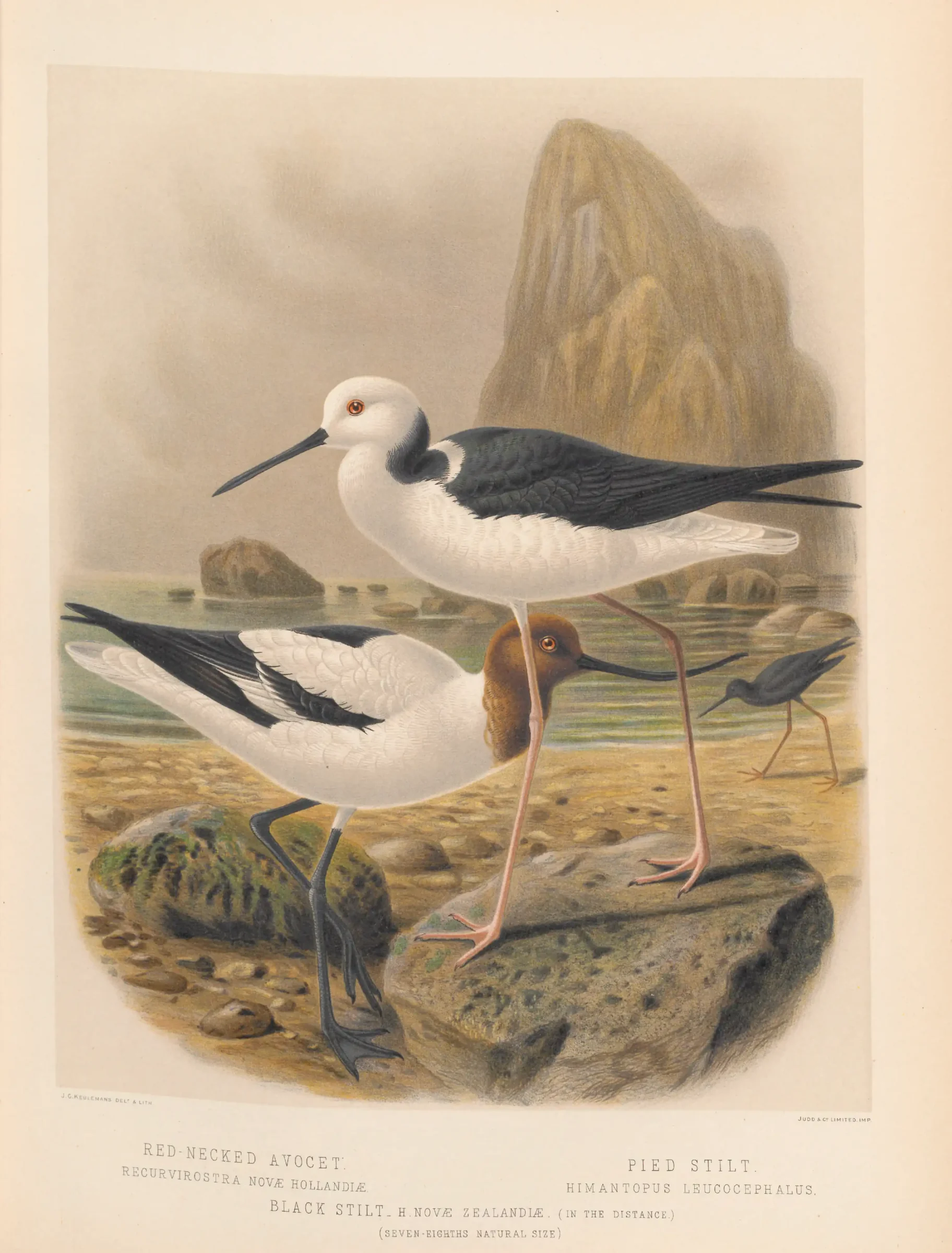 Historical bird plate: Black Stilt