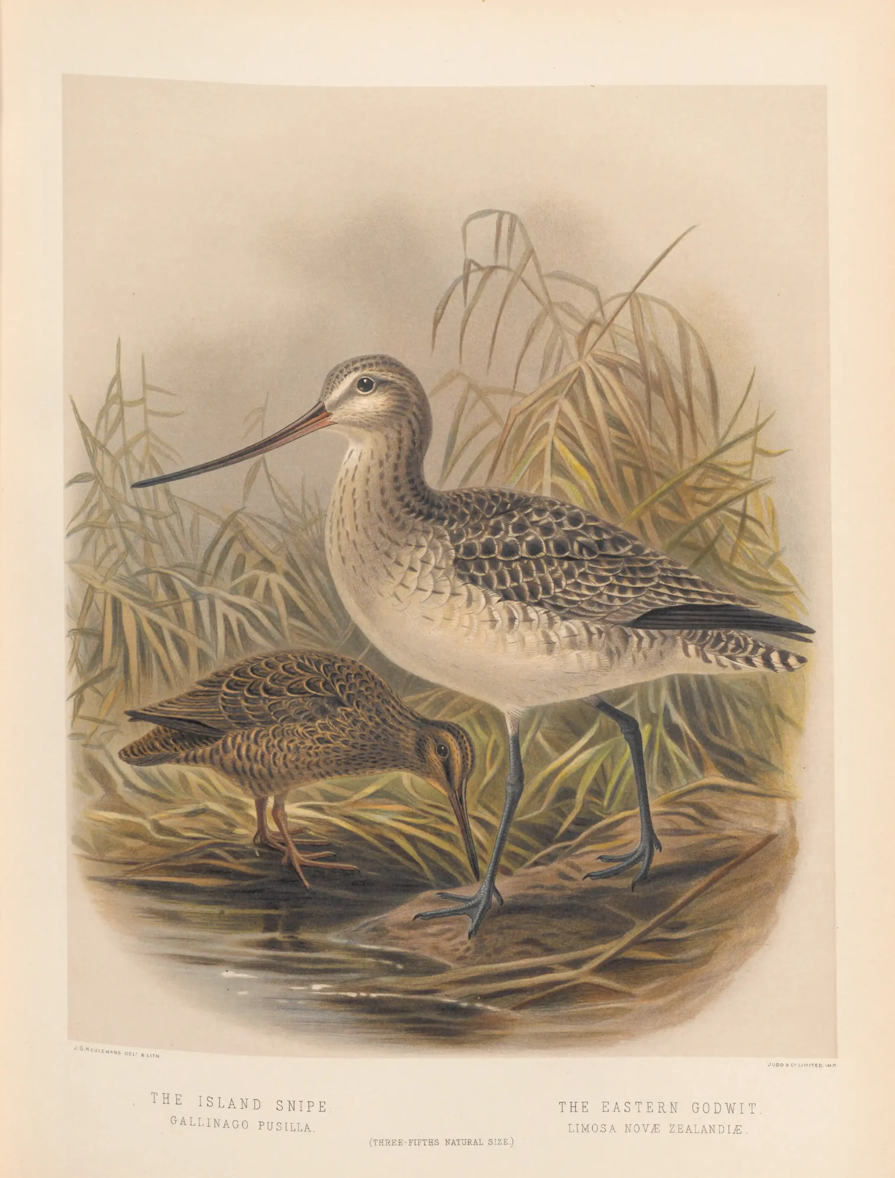 Historical bird plate: Bar-tailed Godwit