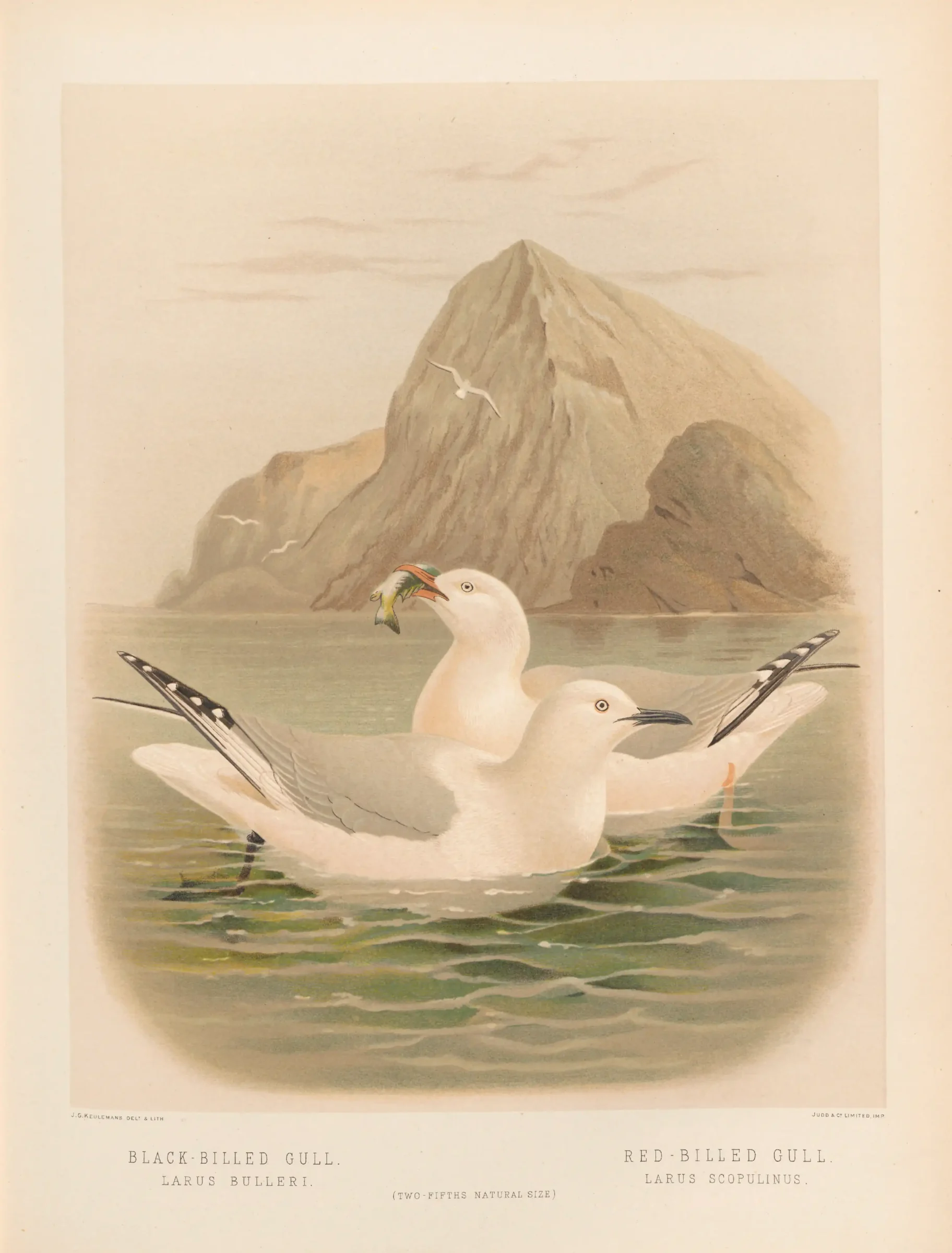 Historical bird plate: Black-billed Gull