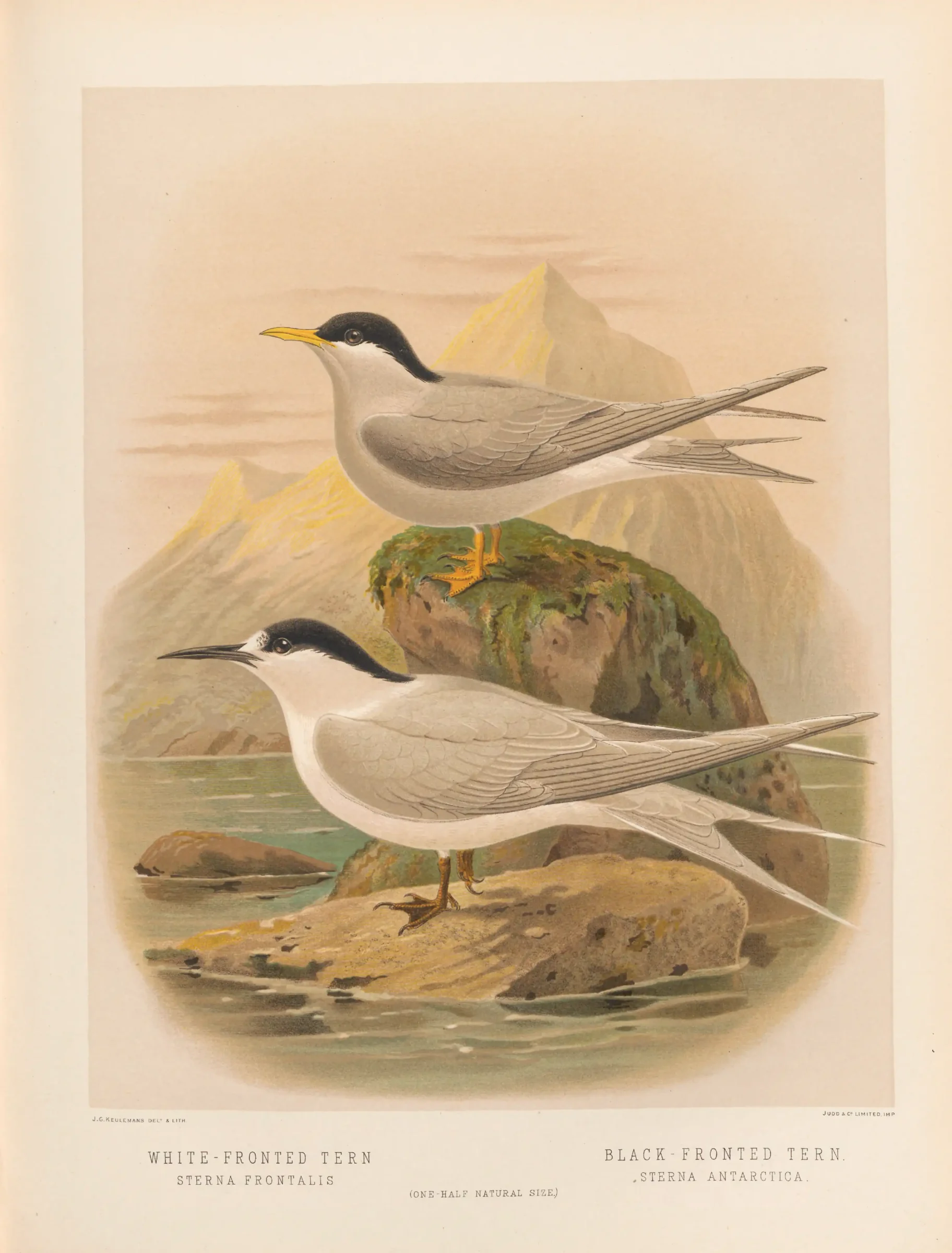 Historical bird plate: Black-fronted Tern