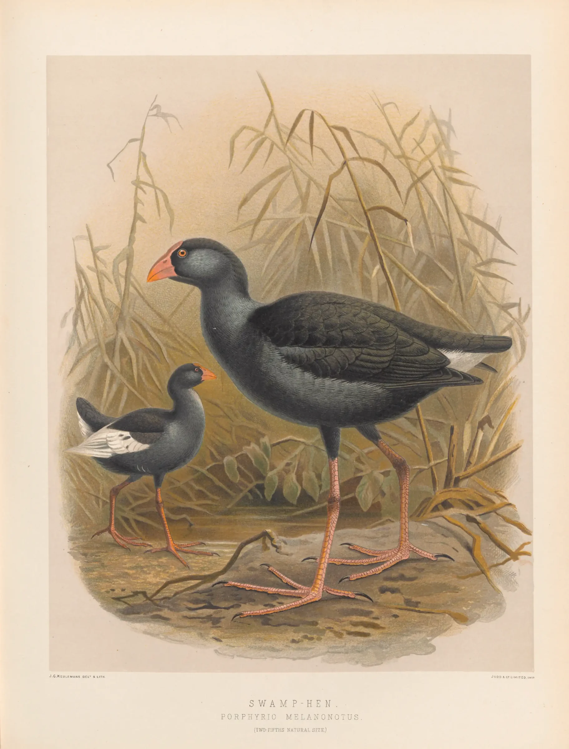 Historical bird plate: Purple Swamphen