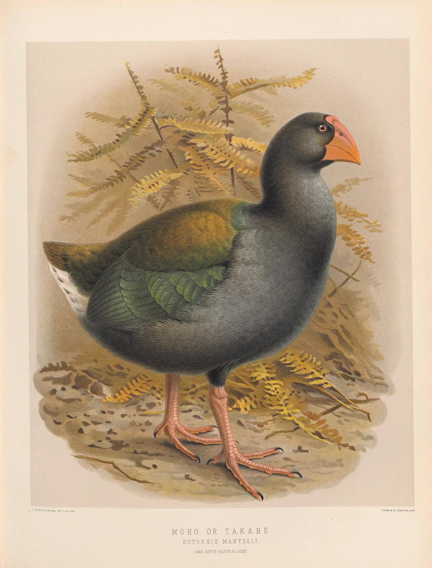 Historical bird plate: South Island Takahe