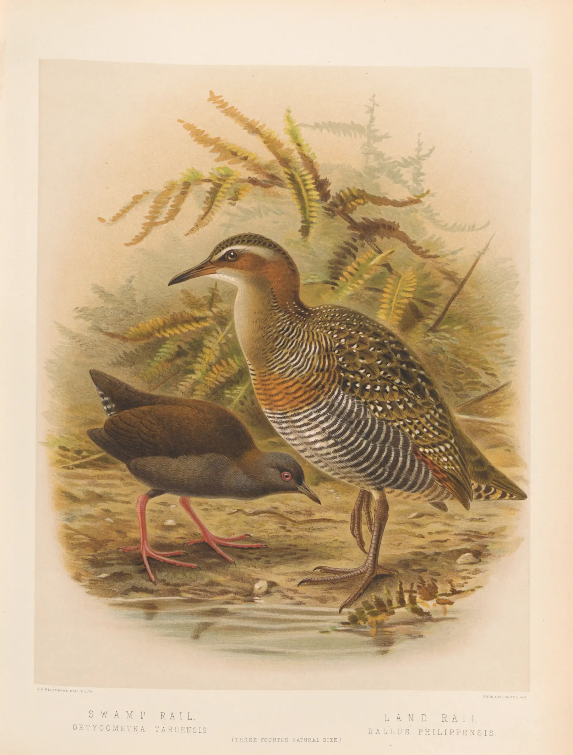 Historical bird plate: Buff-banded Rail