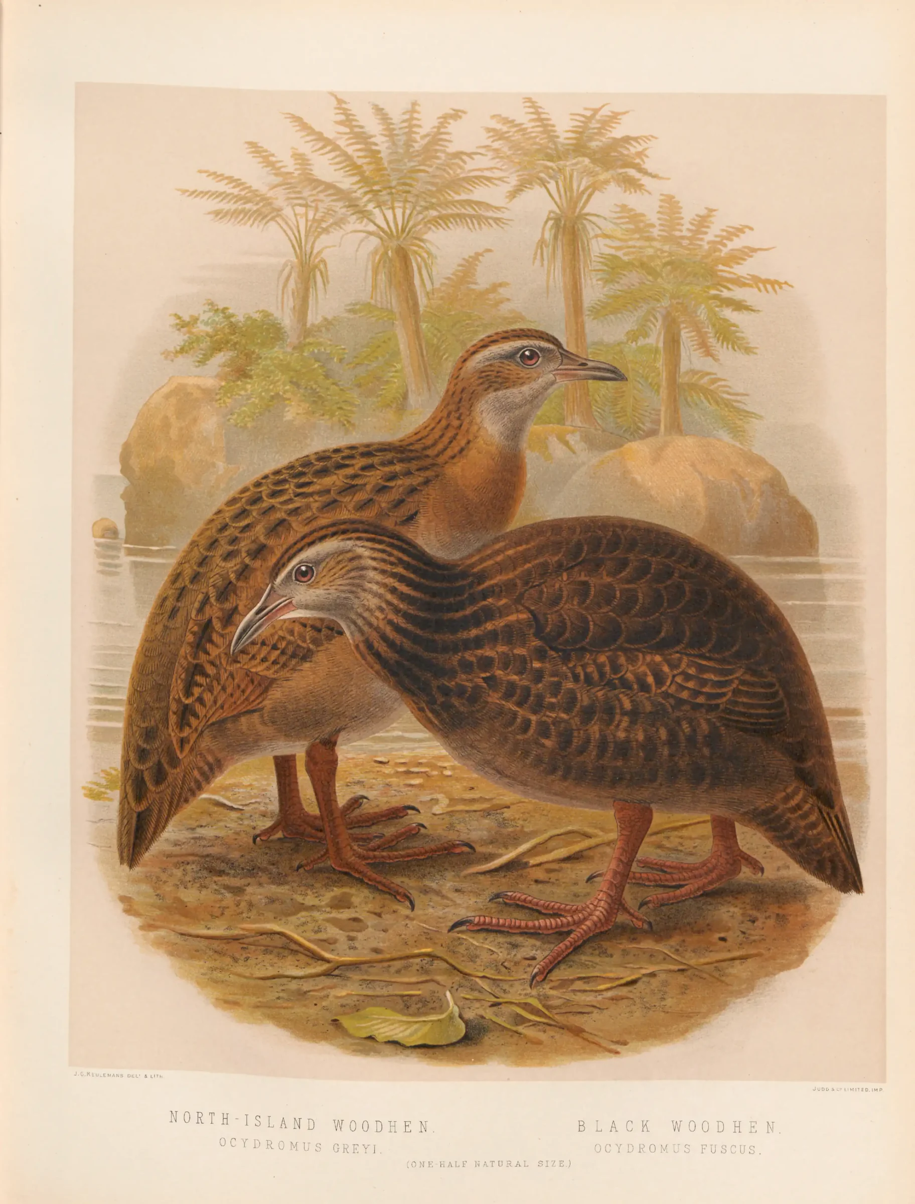 Historical bird plate: Weka