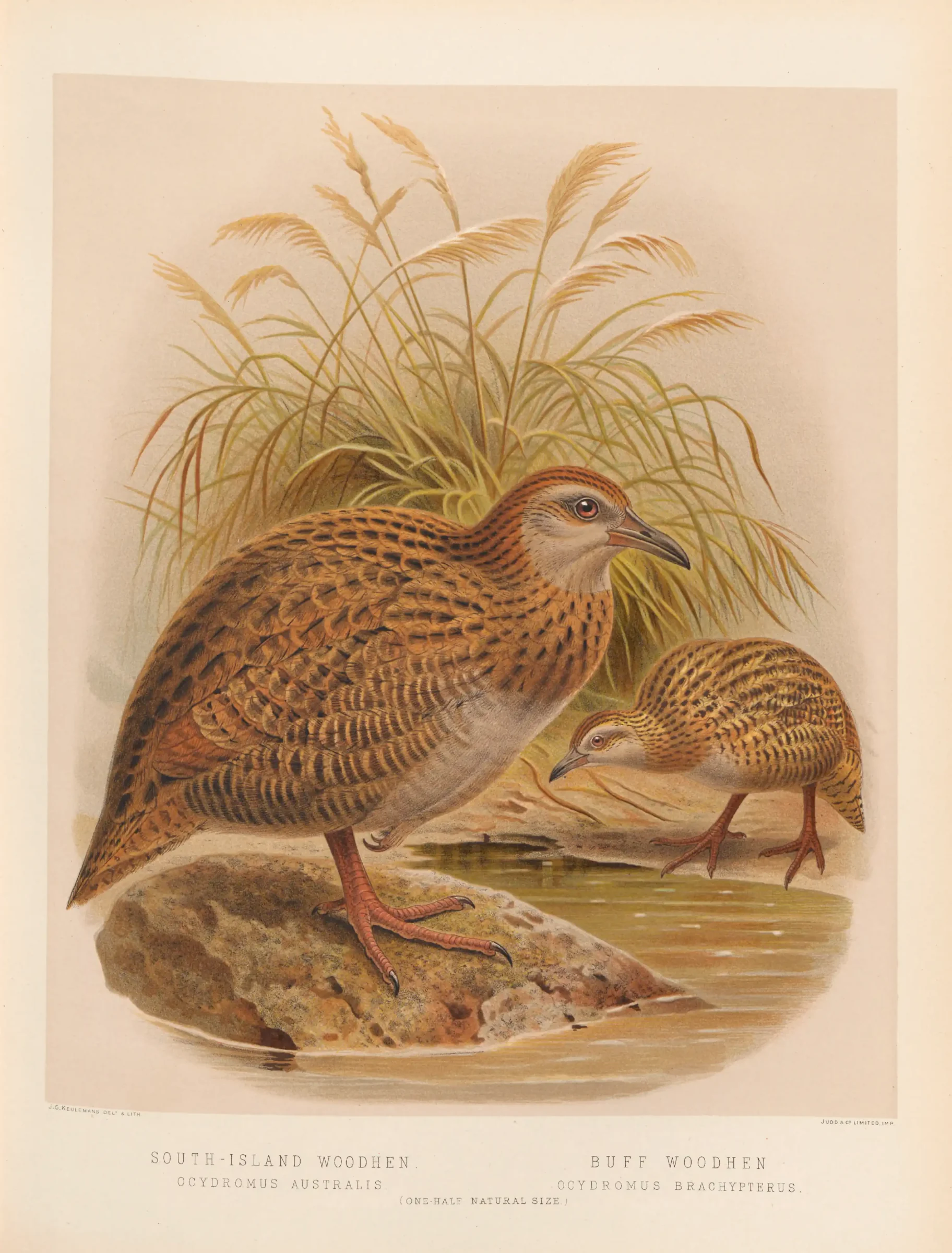 Historical bird plate: Weka