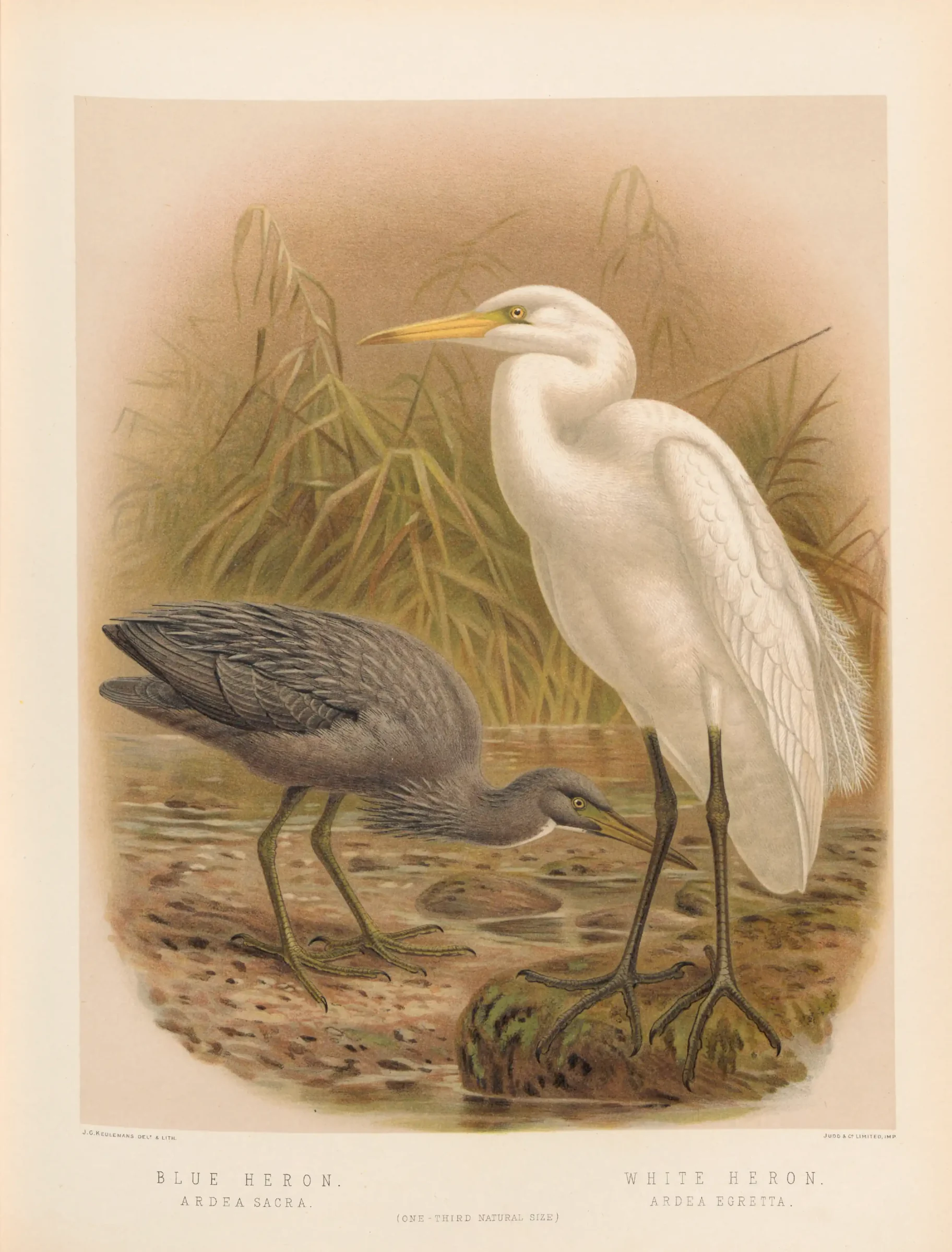 Historical bird plate: Pacific Reef Heron