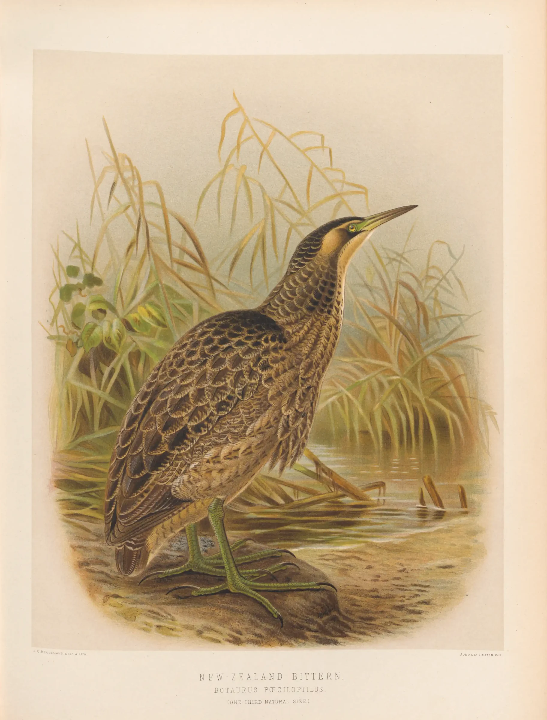Historical bird plate: Australasian Bittern