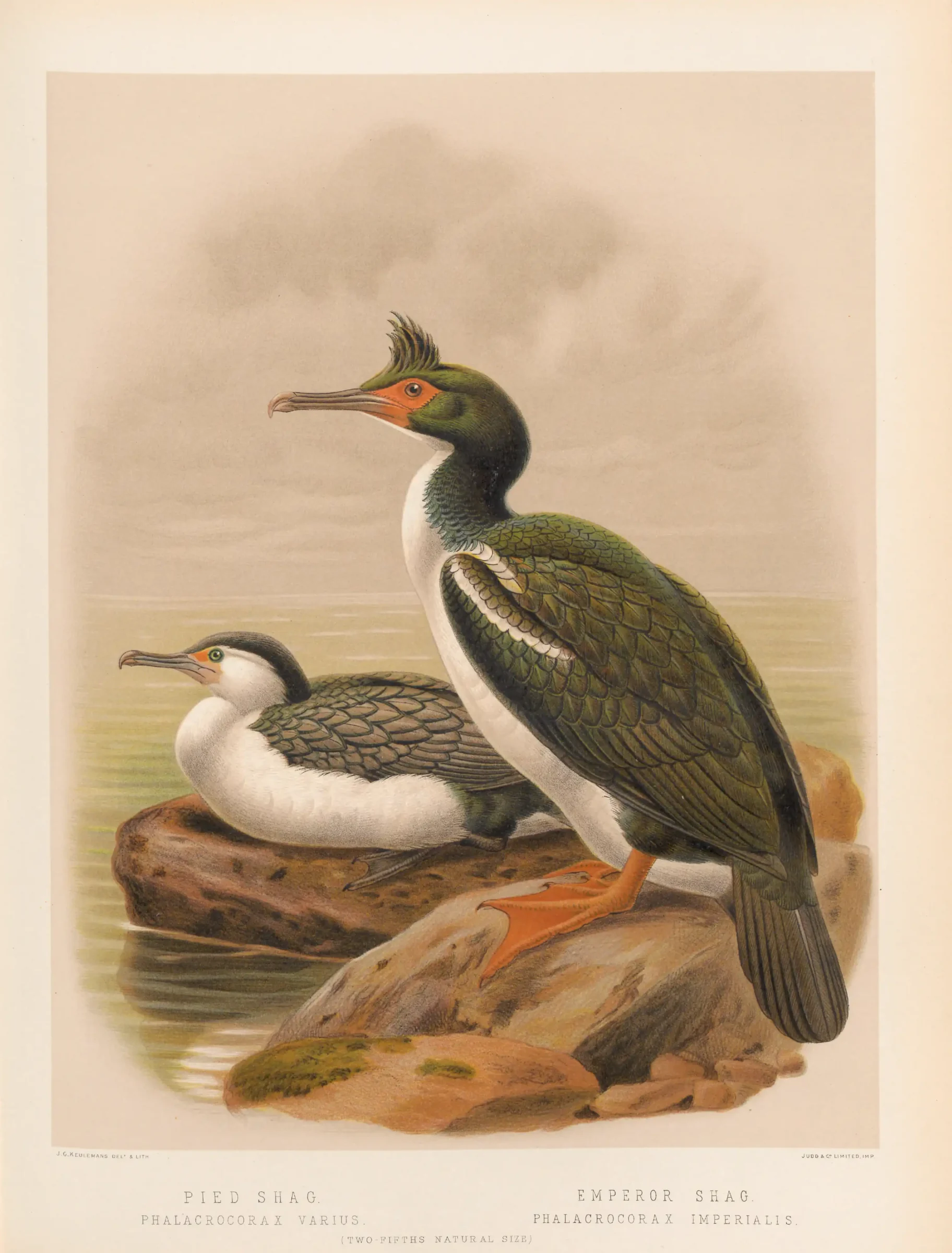 Historical bird plate: Chatham Shag