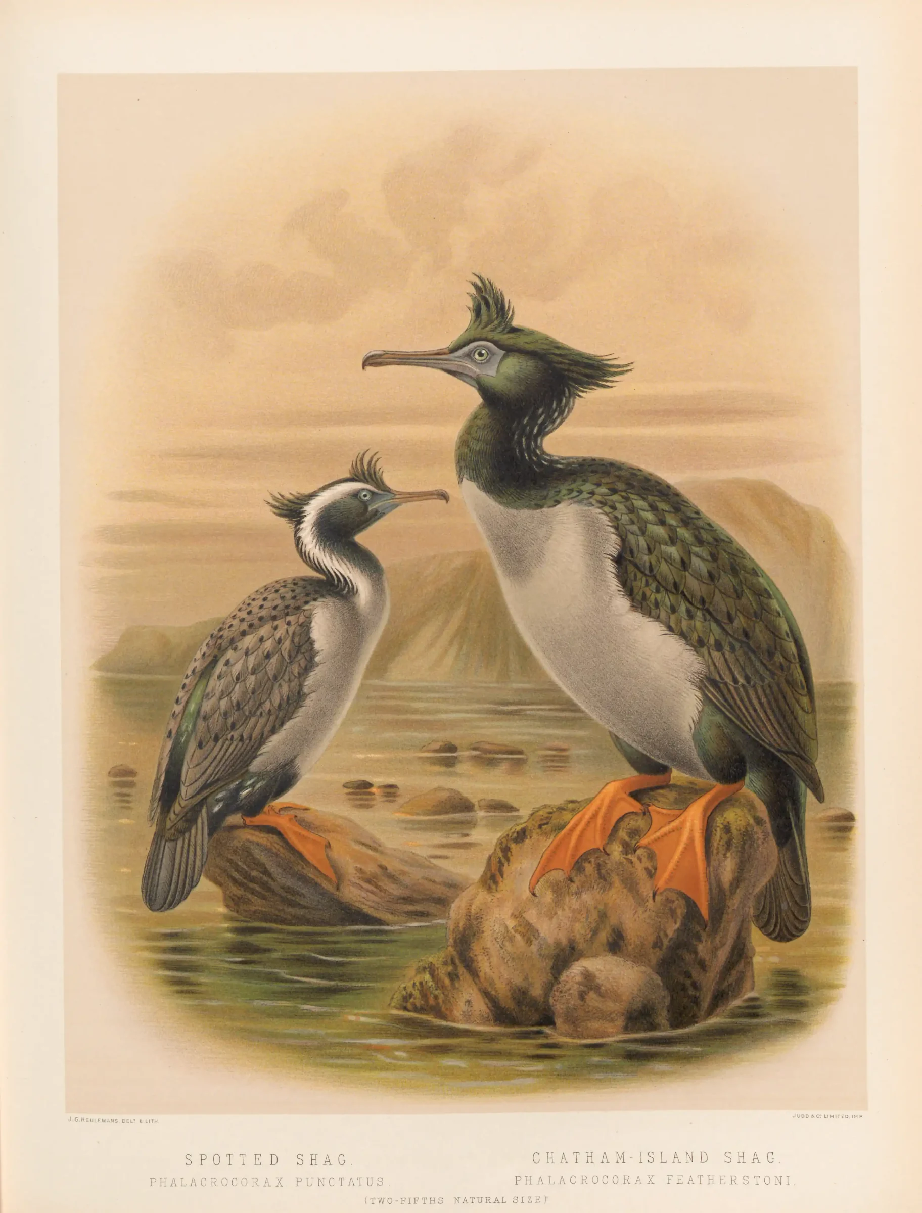 Historical bird plate: Pitt Shag