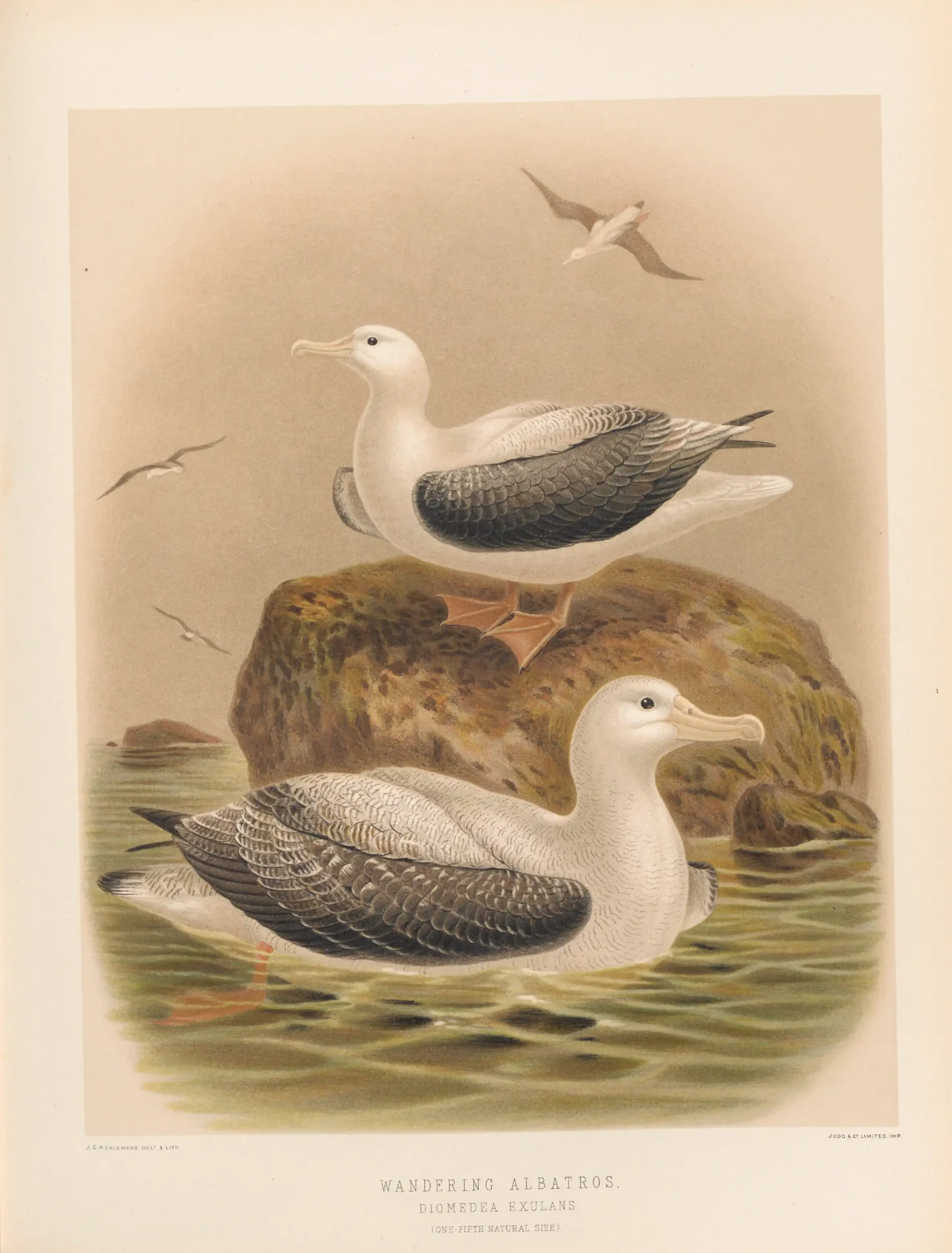 Historical bird plate: Amsterdam Albatross