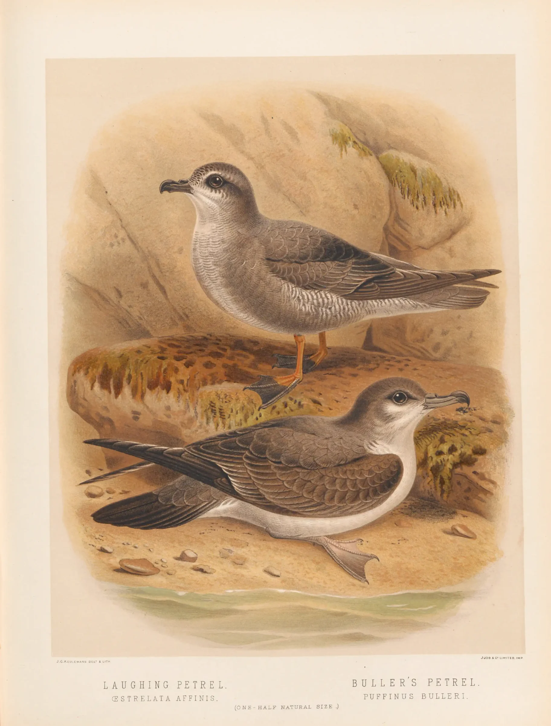 Historical bird plate: Buller's Shearwater