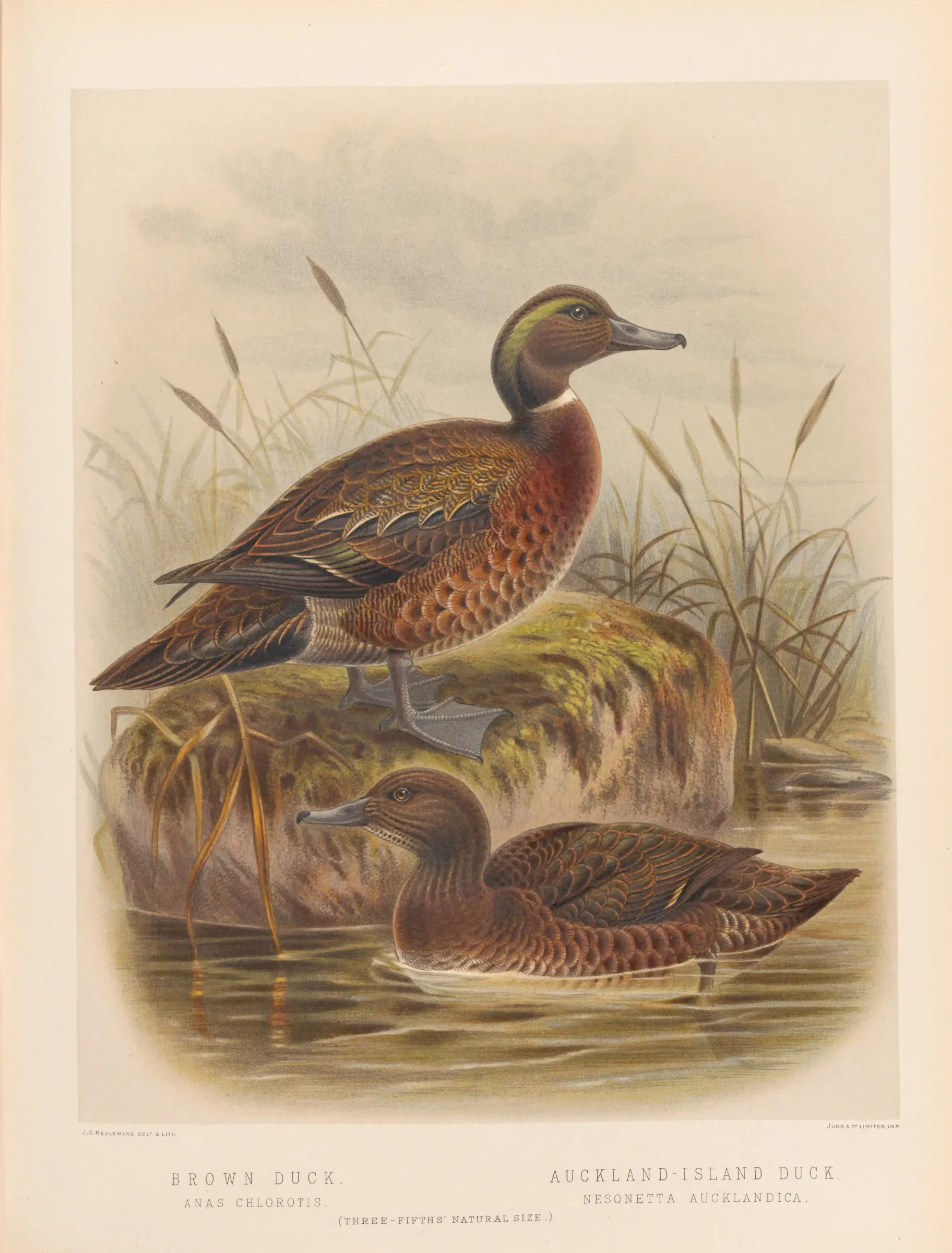 Historical bird plate: Auckland Teal