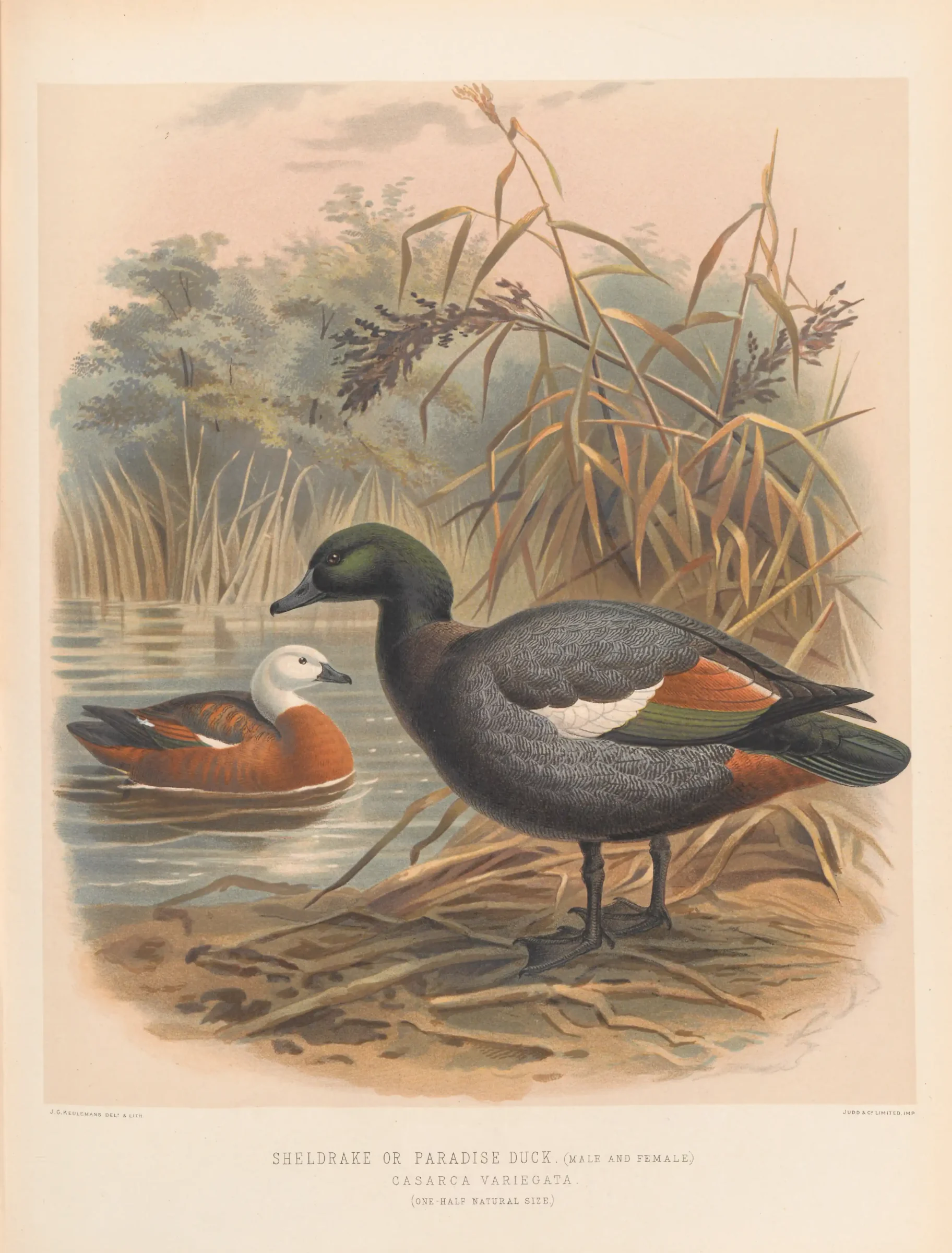 Historical bird plate: Paradise Shelduck