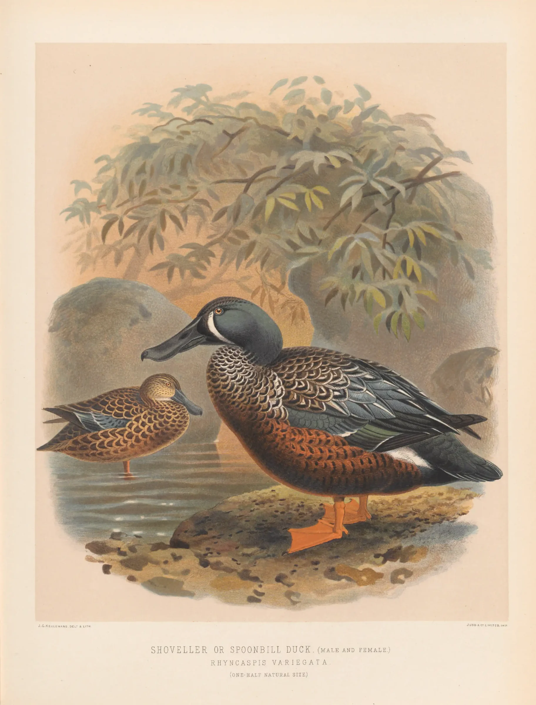 Historical bird plate: Australasian Shoveler