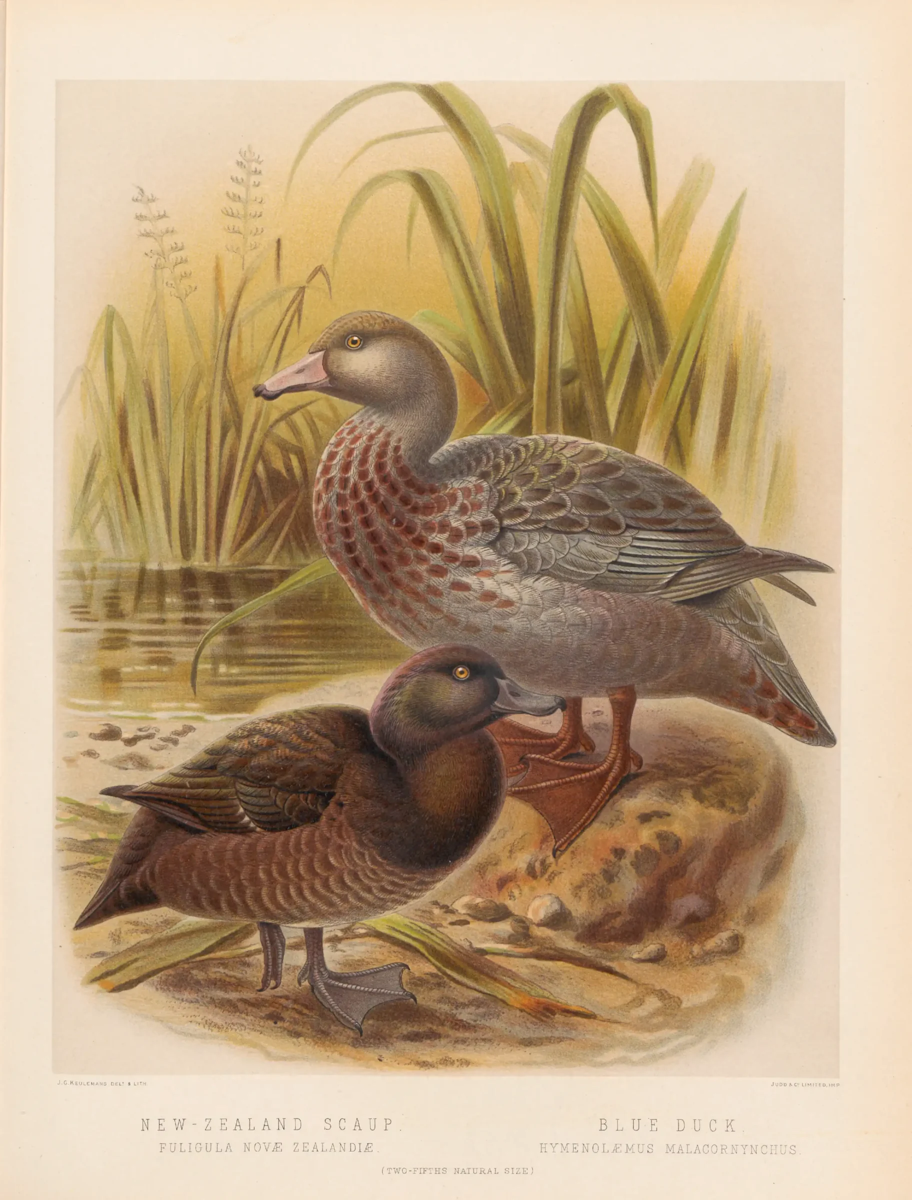 Historical bird plate: Blue Duck