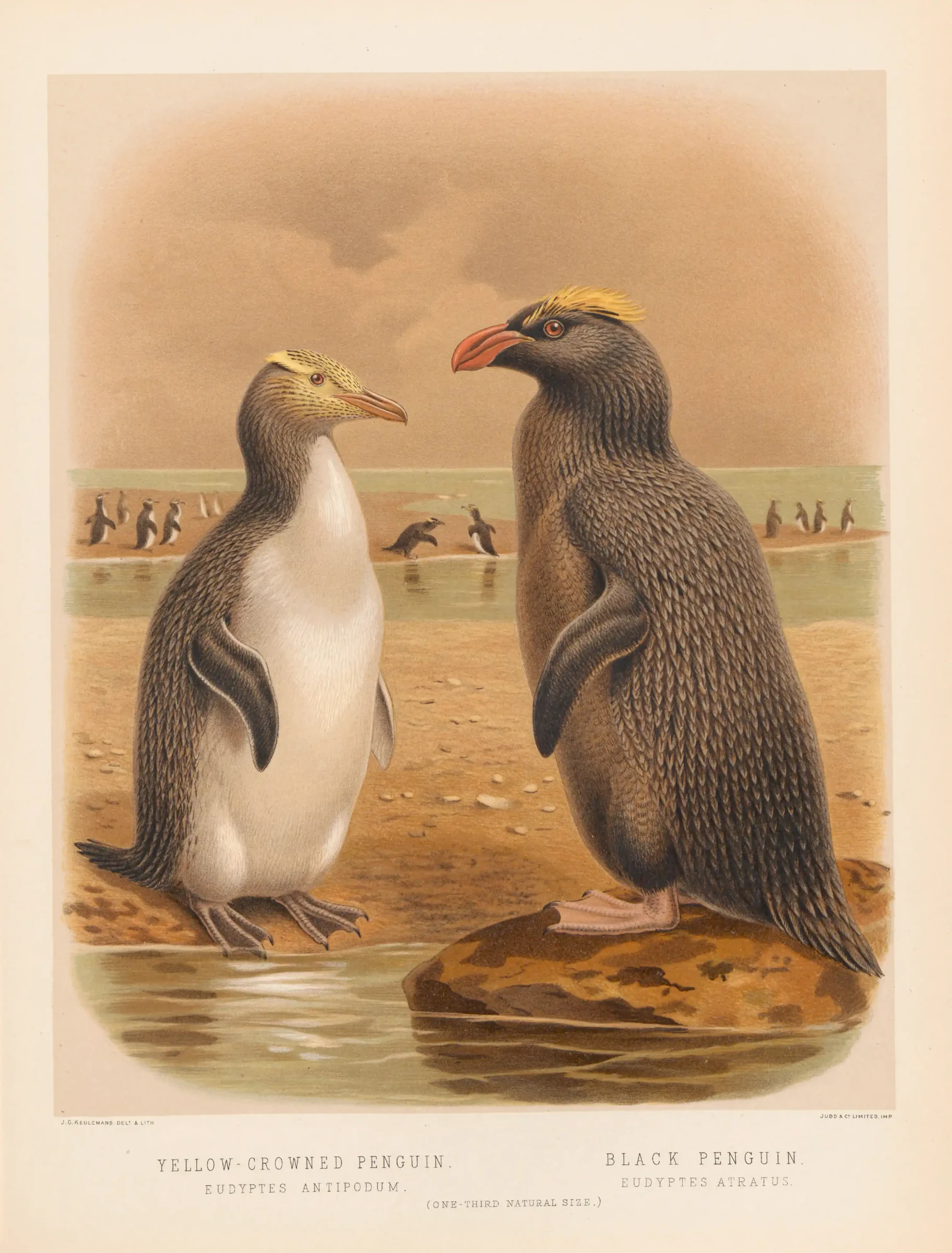 Historical bird plate: Snares Penguin