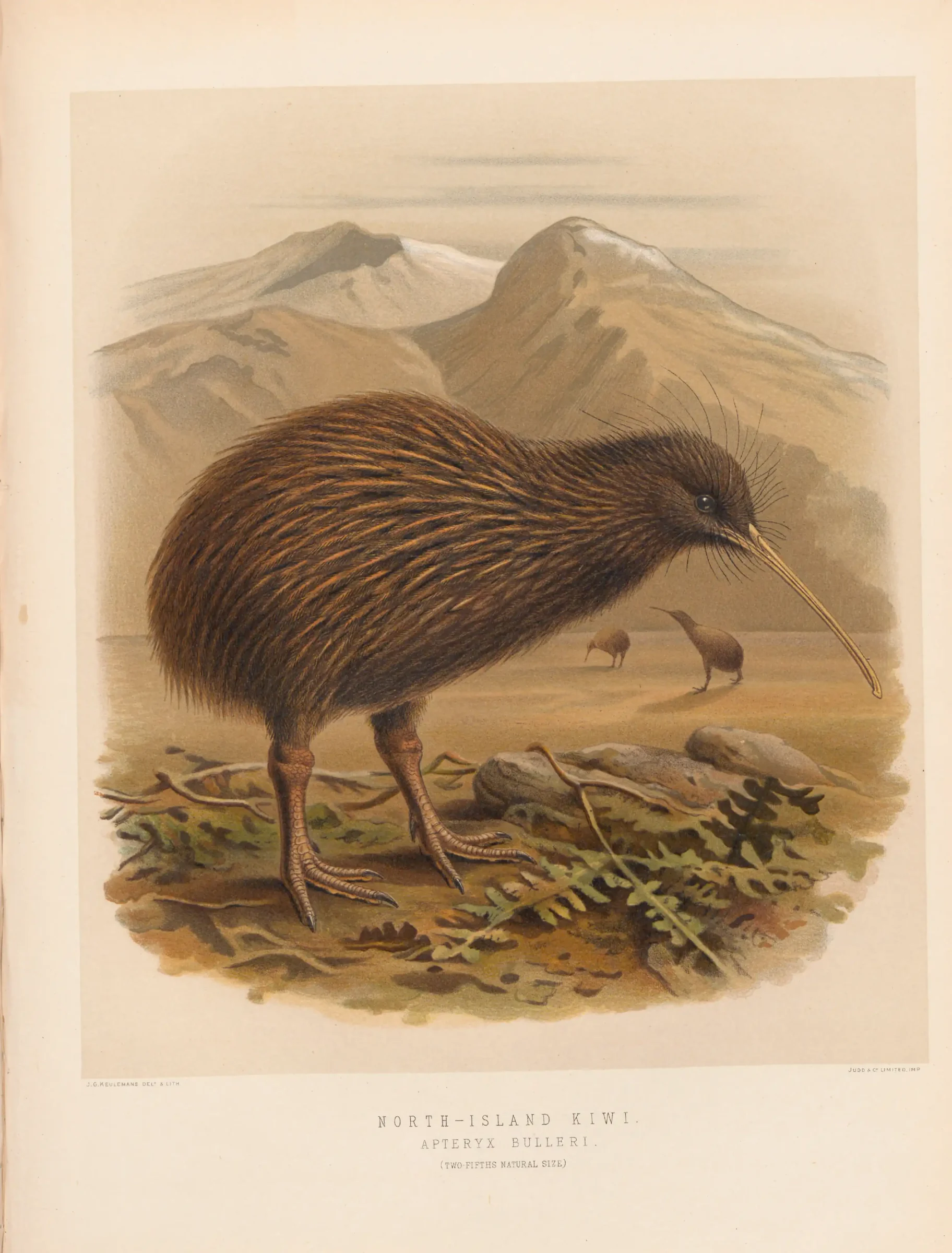 Historical bird plate: North Island Brown Kiwi