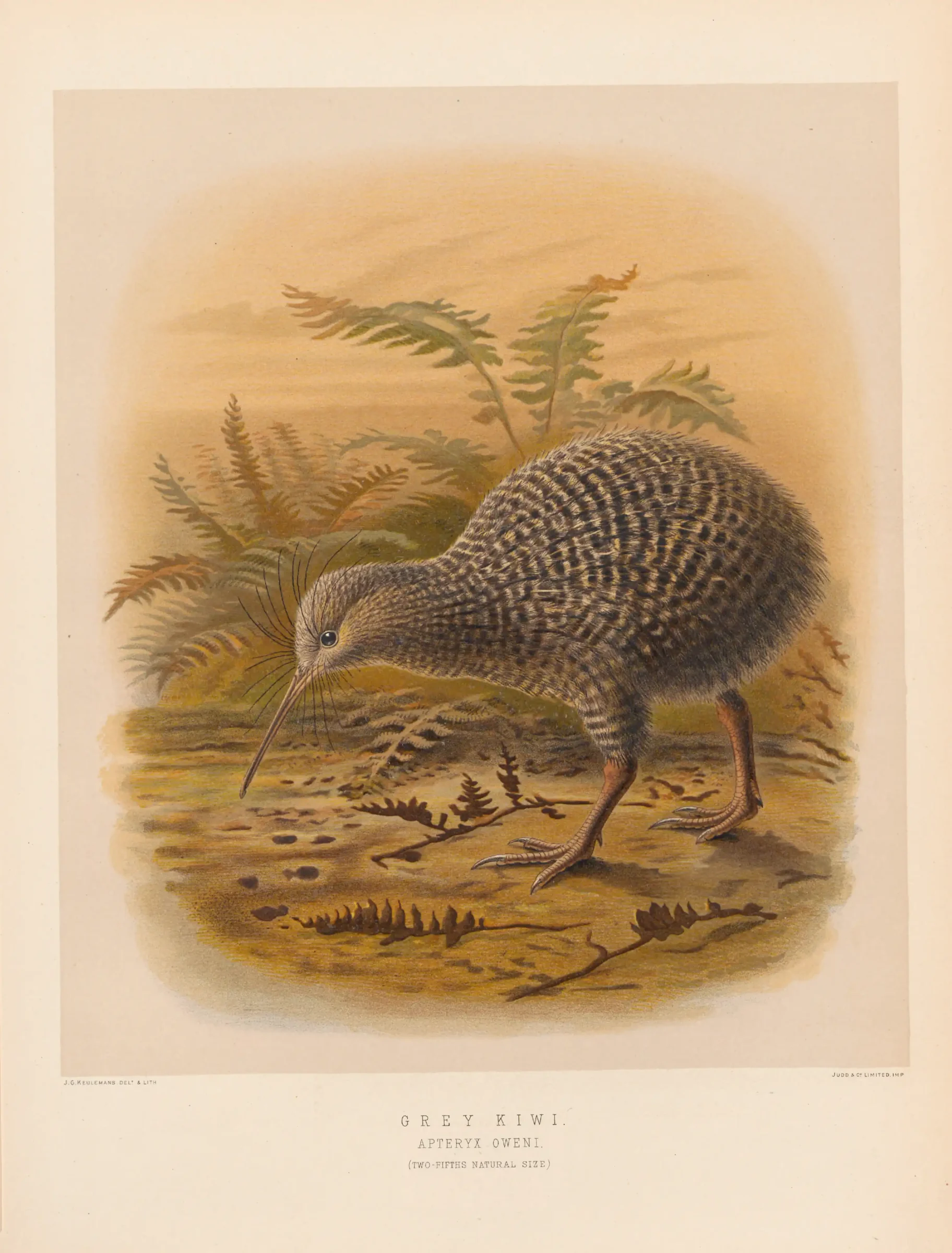 Historical bird plate: Little Spotted Kiwi
