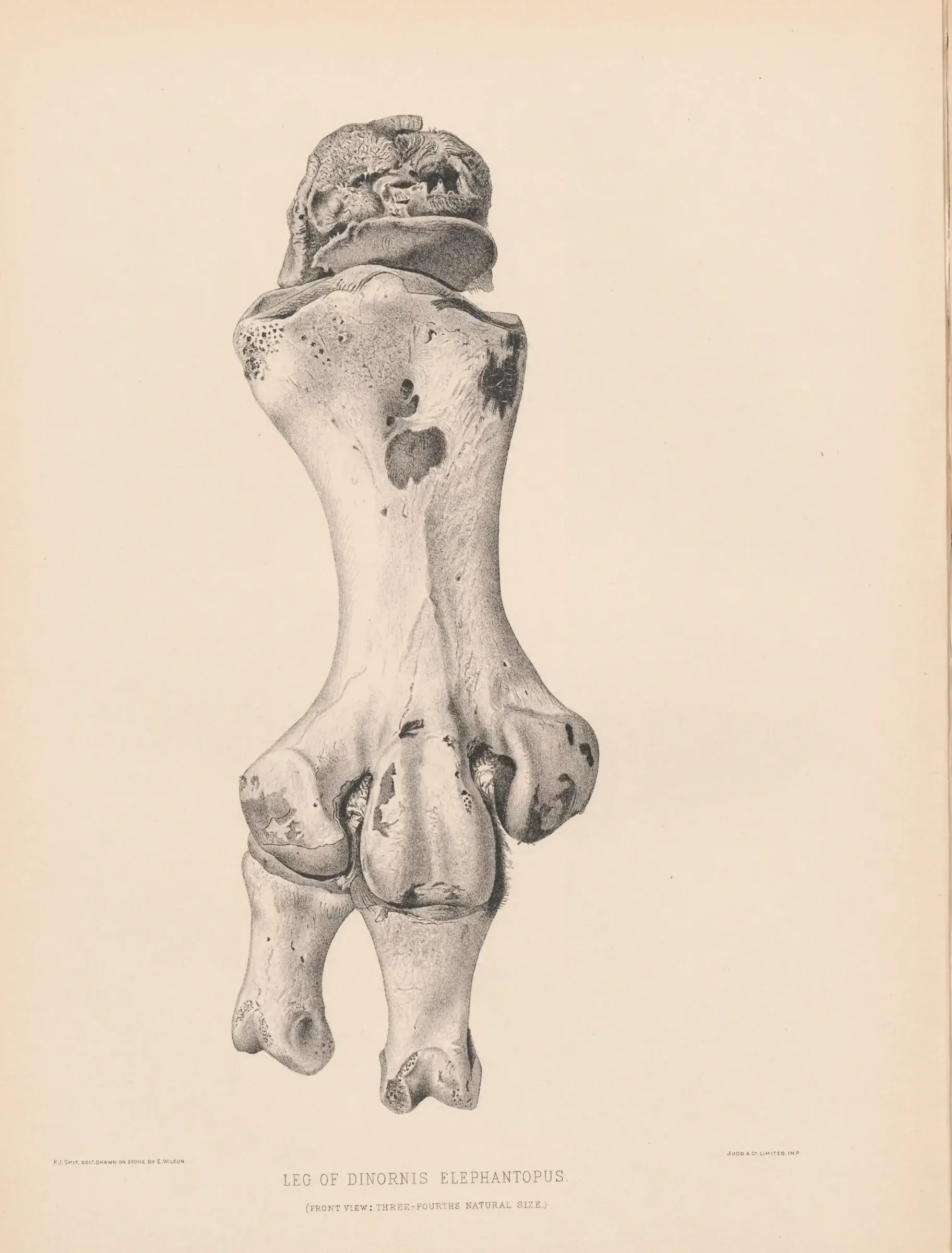 Historical bird plate: Heavy-footed Moa