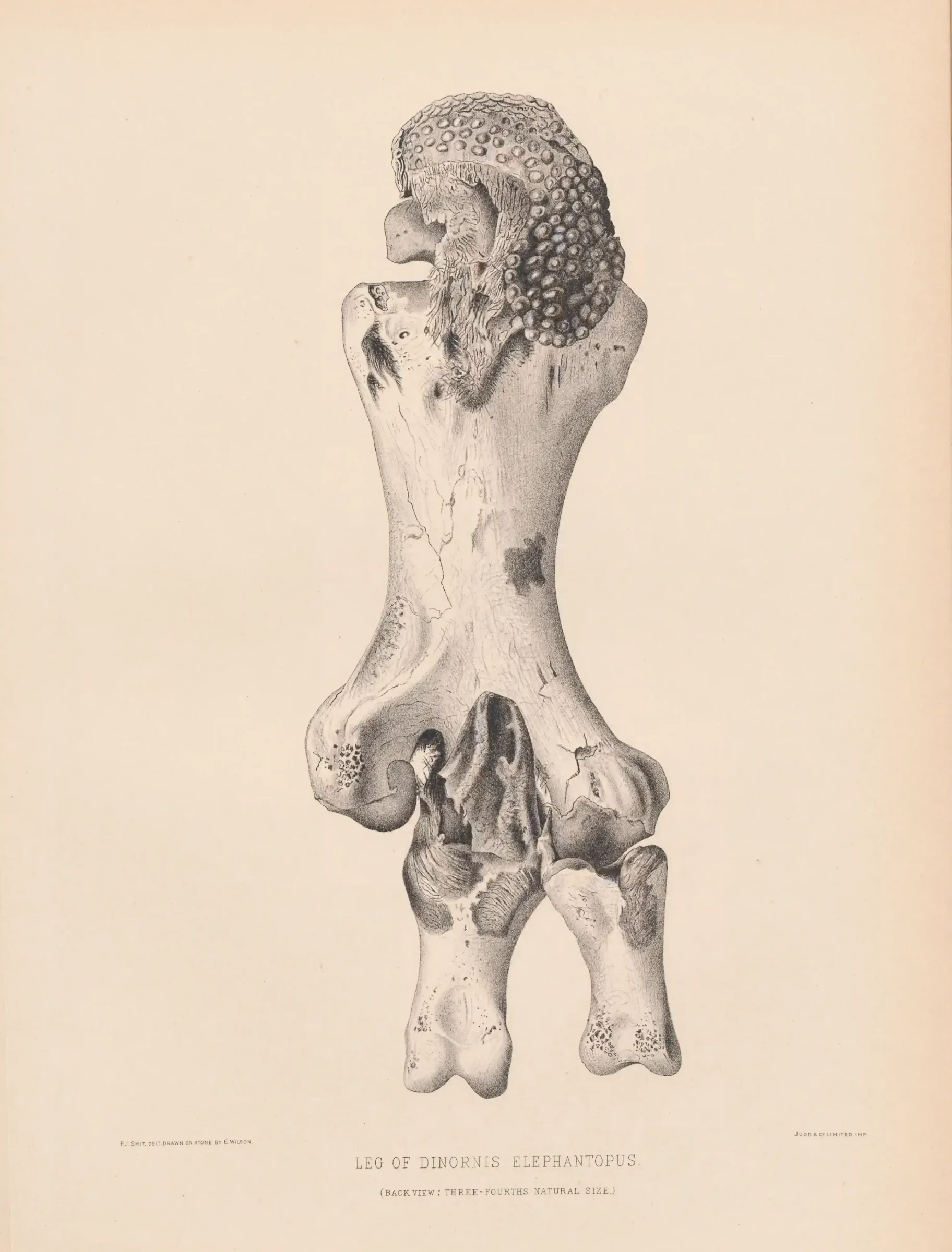 Historical bird plate: Heavy-footed Moa