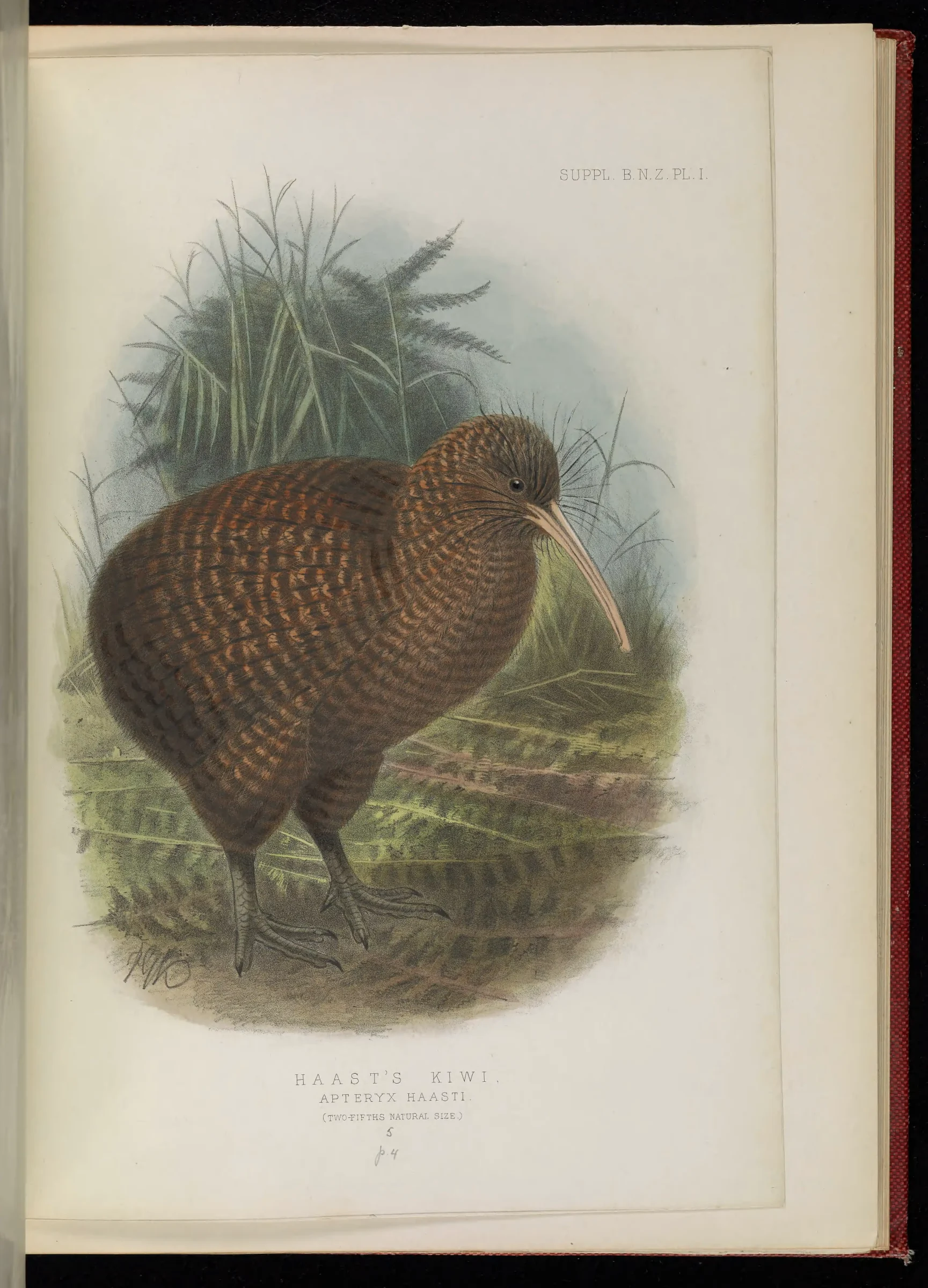 Historical bird plate: Great Spotted Kiwi