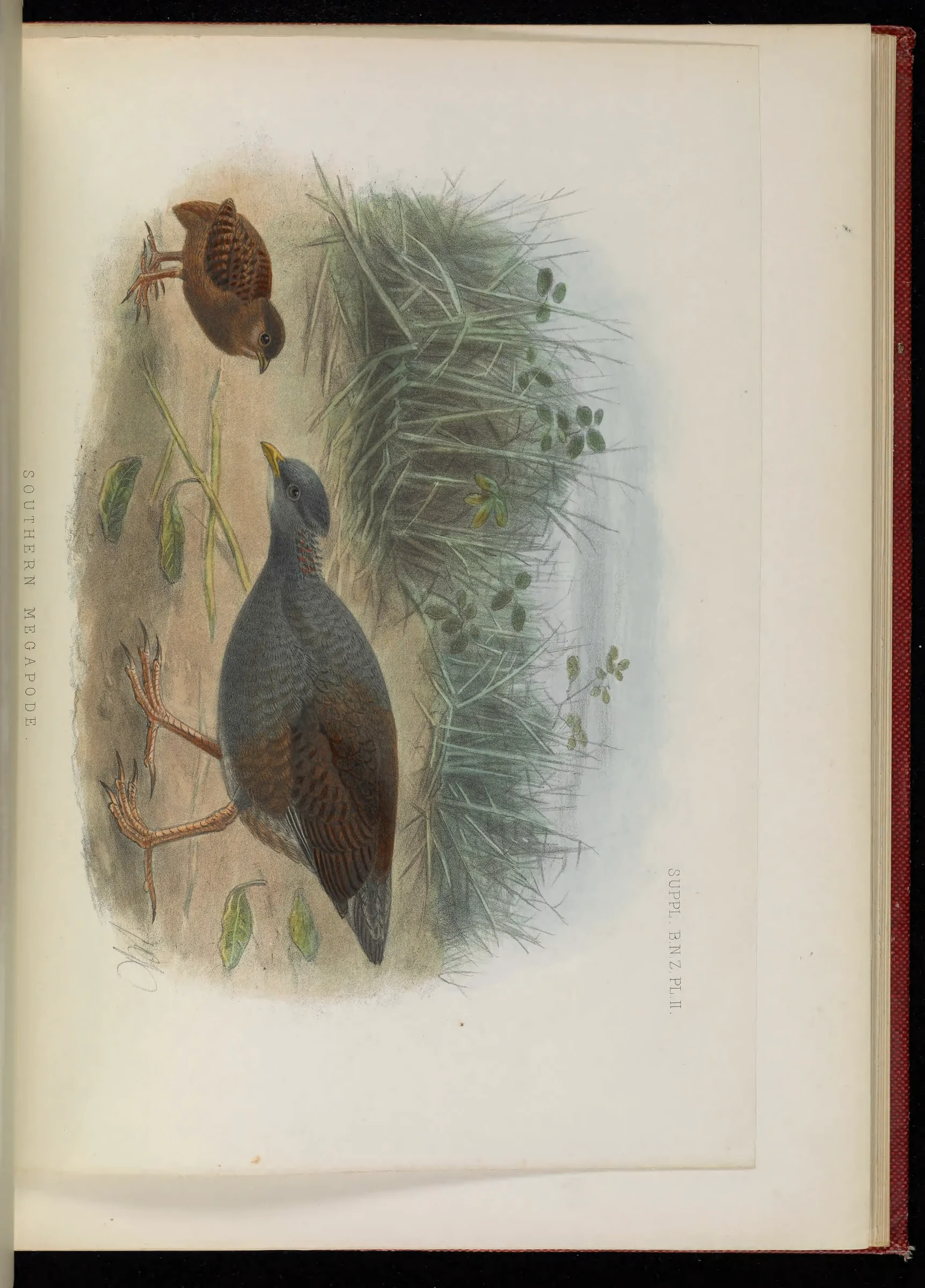 Historical bird plate: Orange-footed Scrubfowl