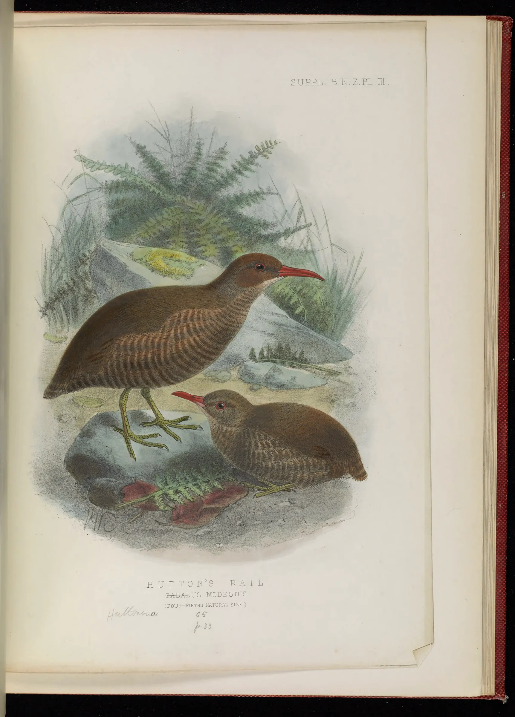 Historical bird plate: Chatham Rail