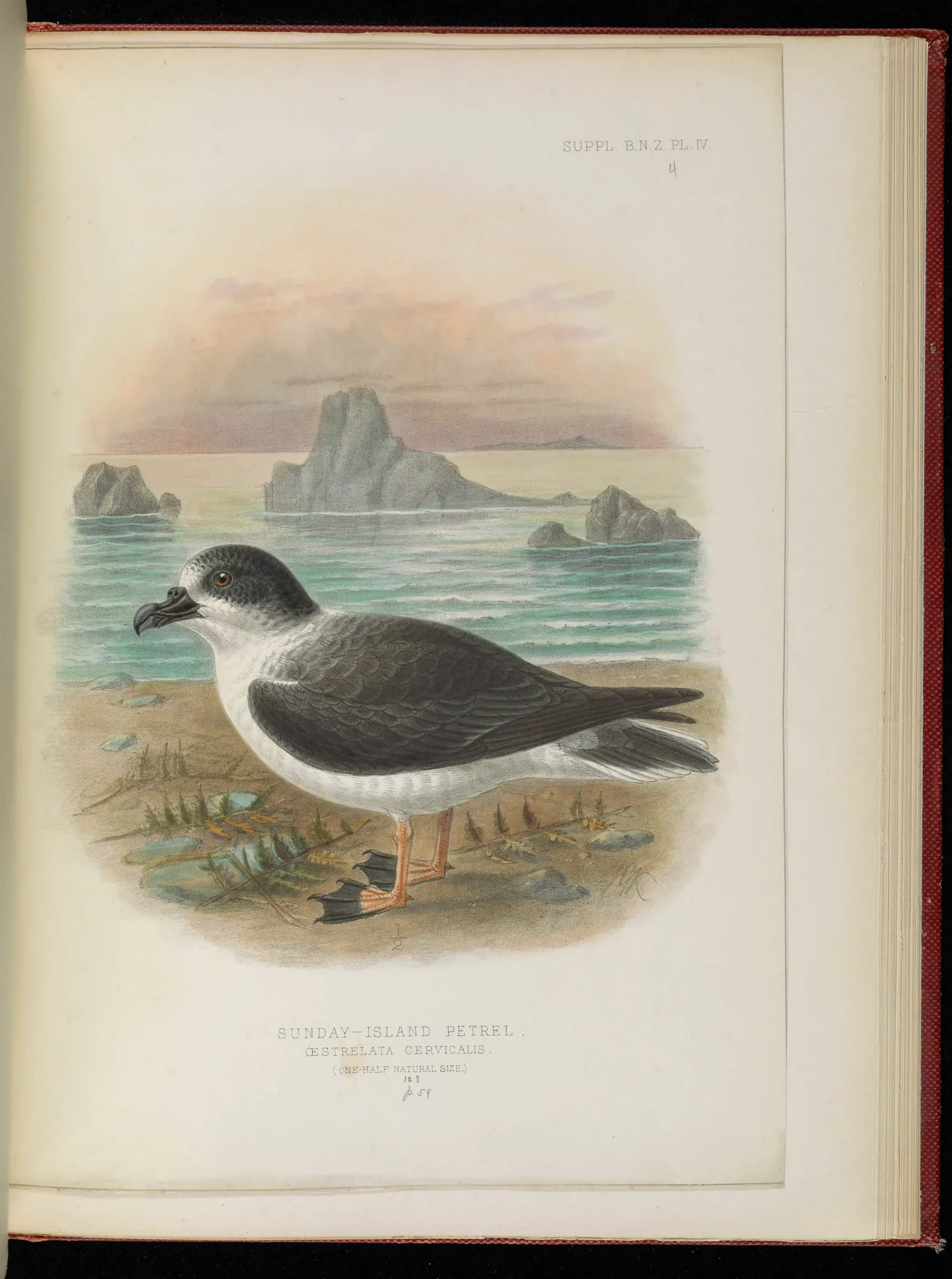 Historical bird plate: White-necked Petrel